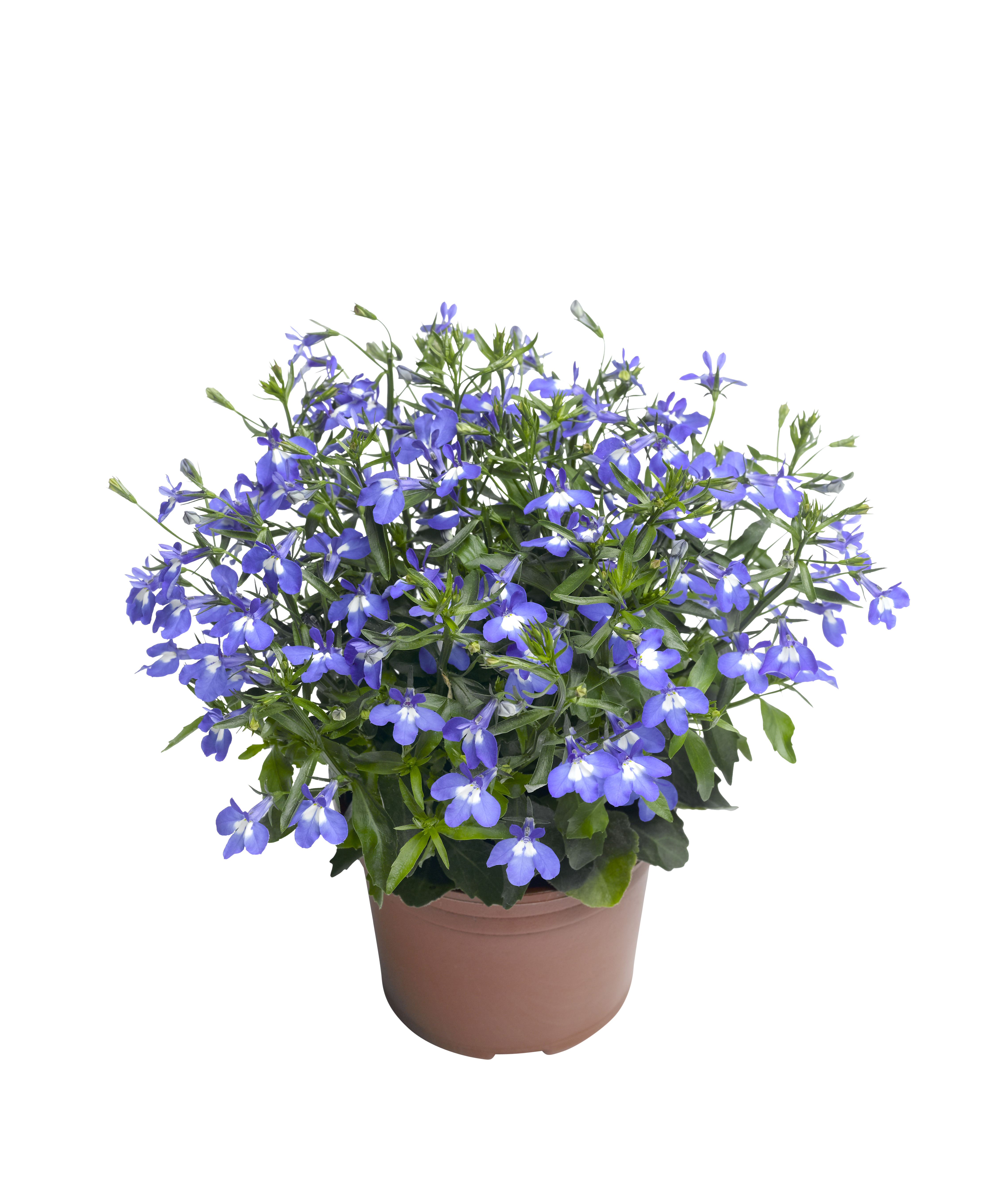 Lobelia