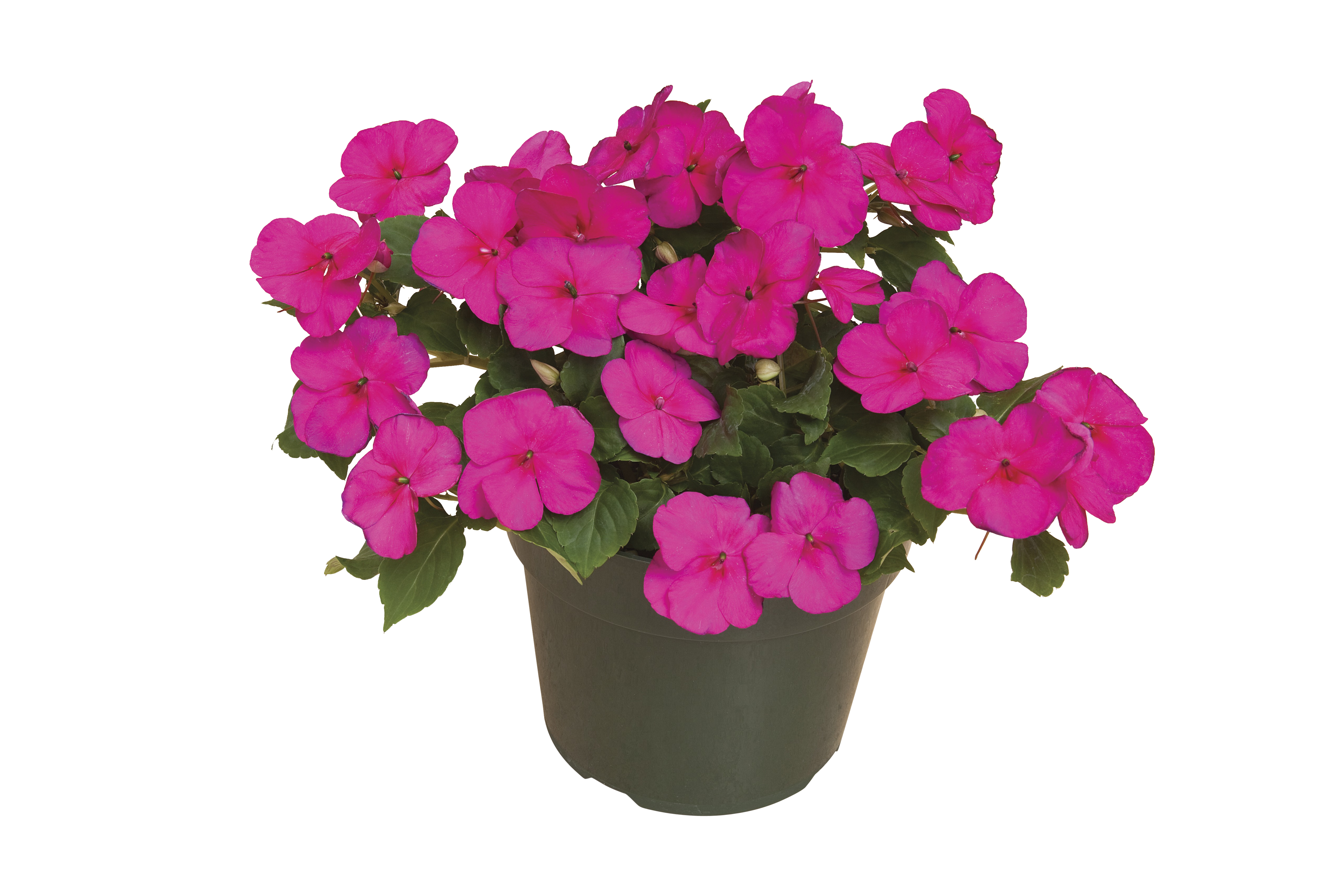 Flitiga Lisa 'Imara'