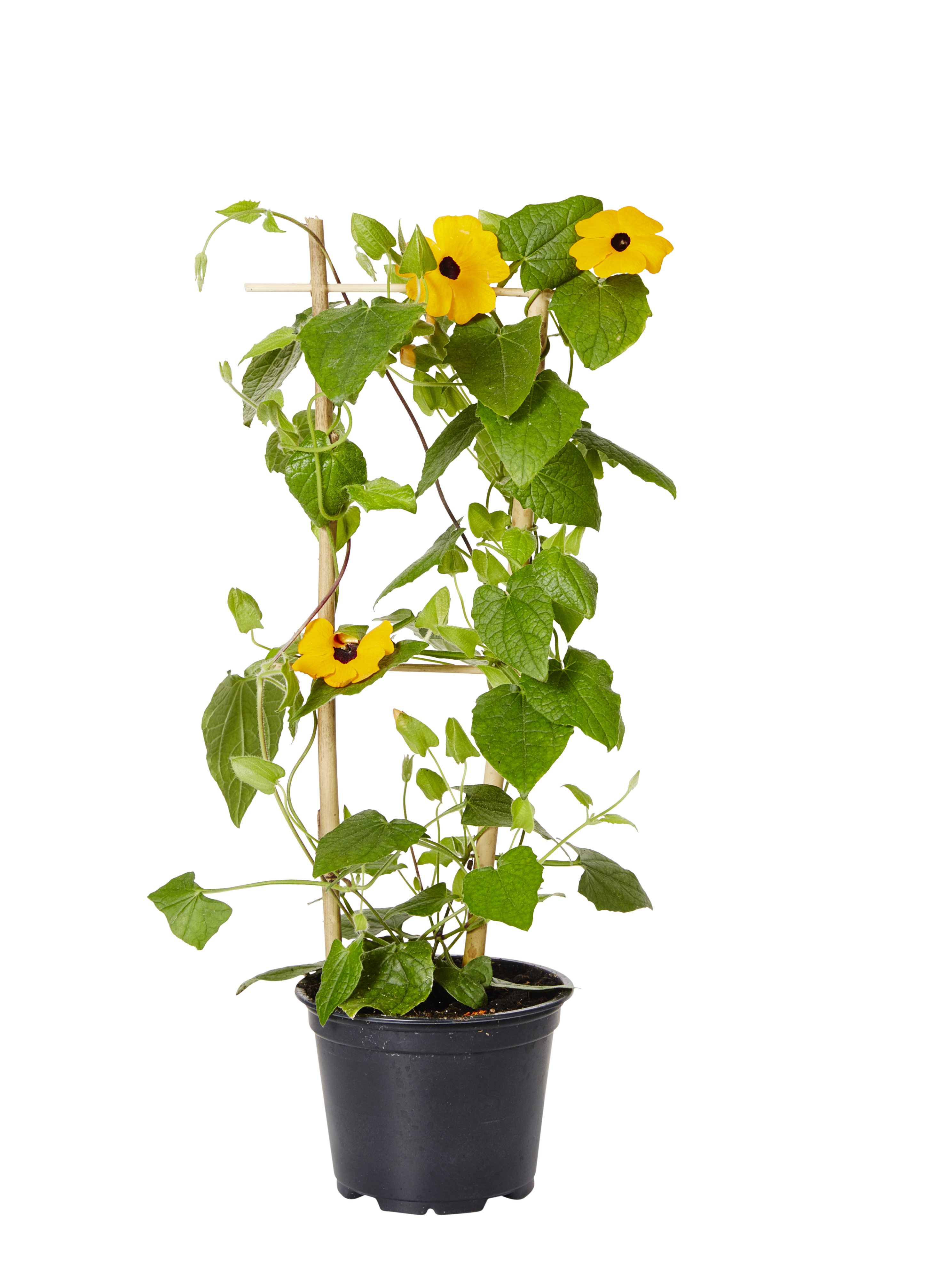 Svartöga på spaljé