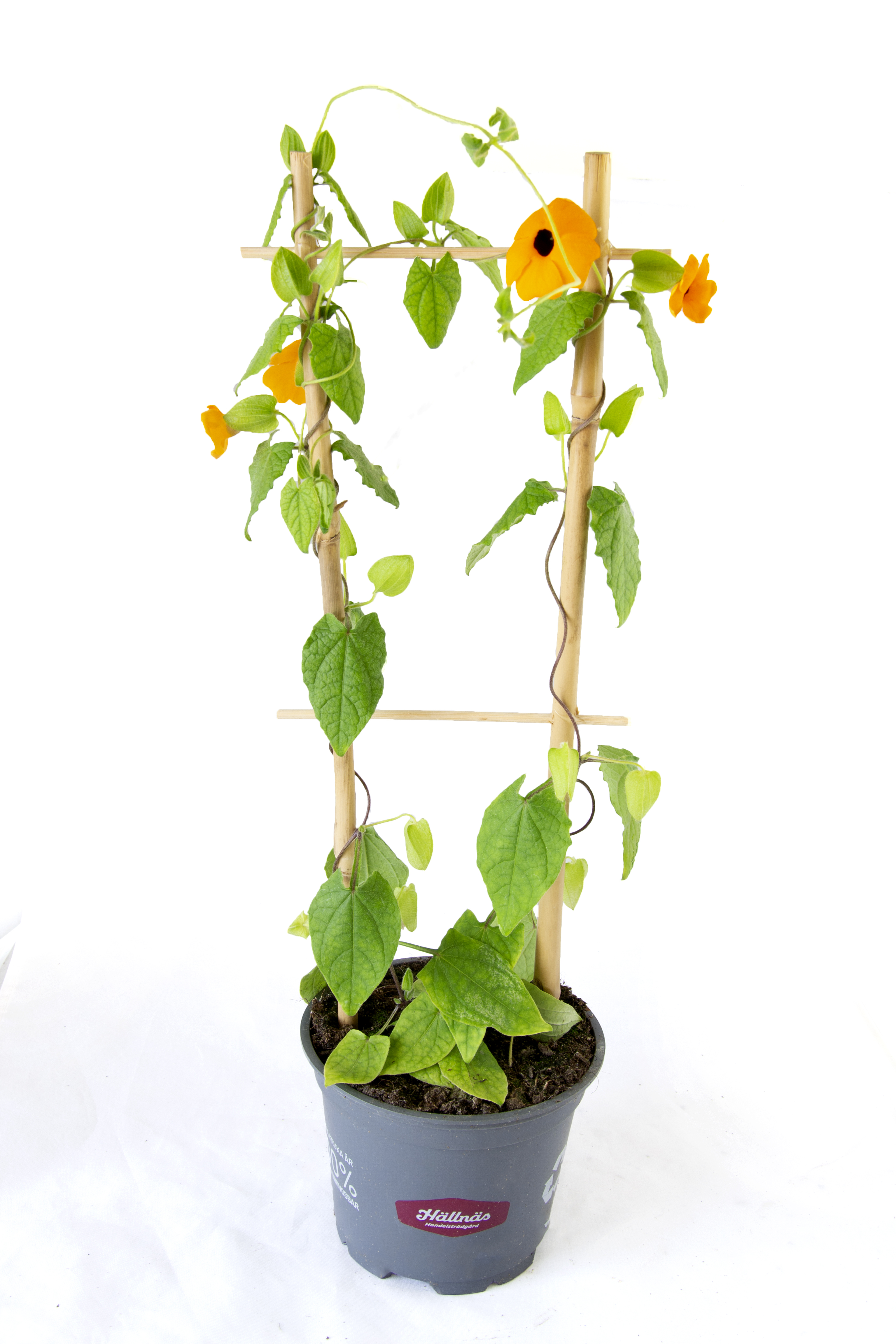 Svartöga på spaljé