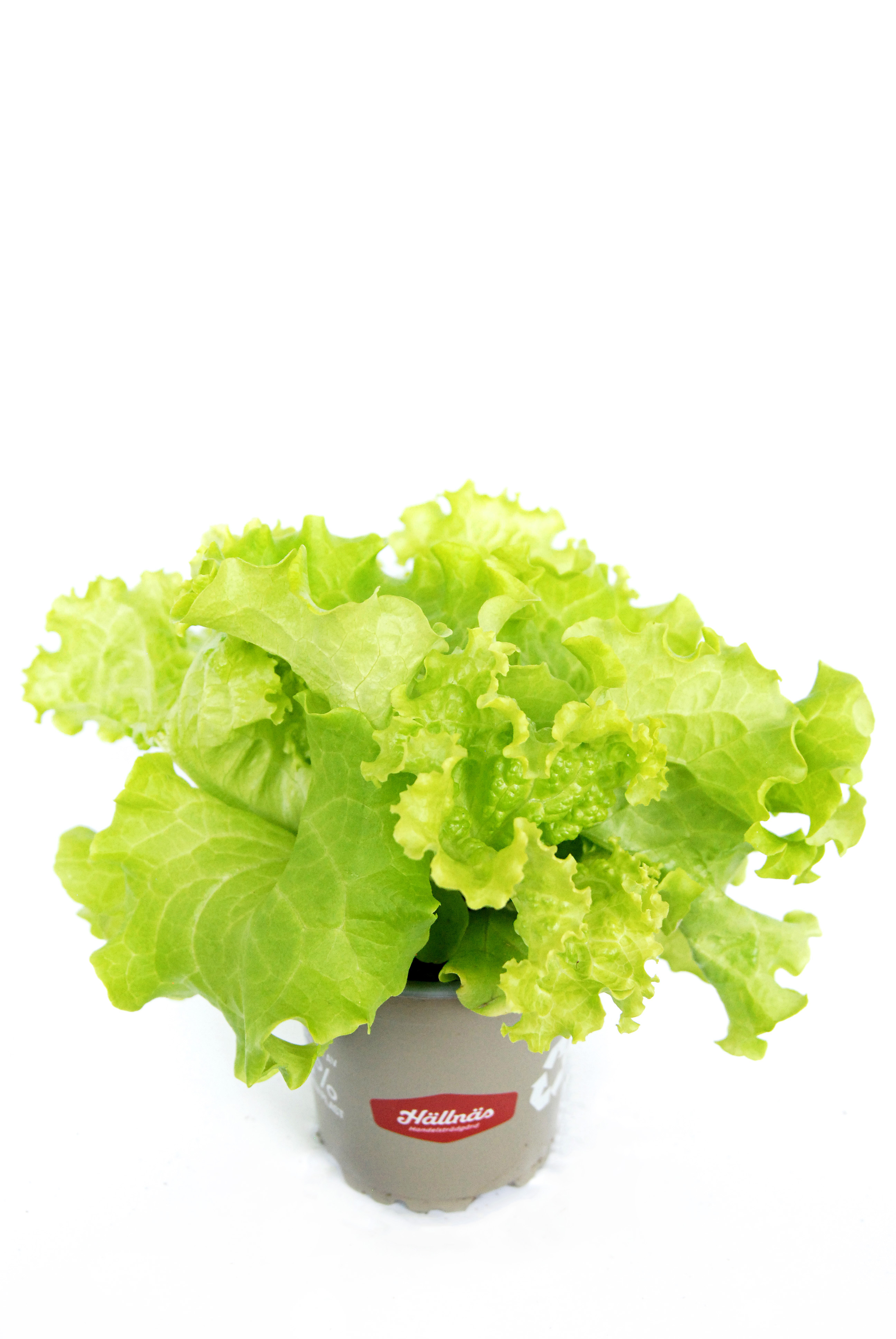 Sallat 'Lollo Biondo' KRAV