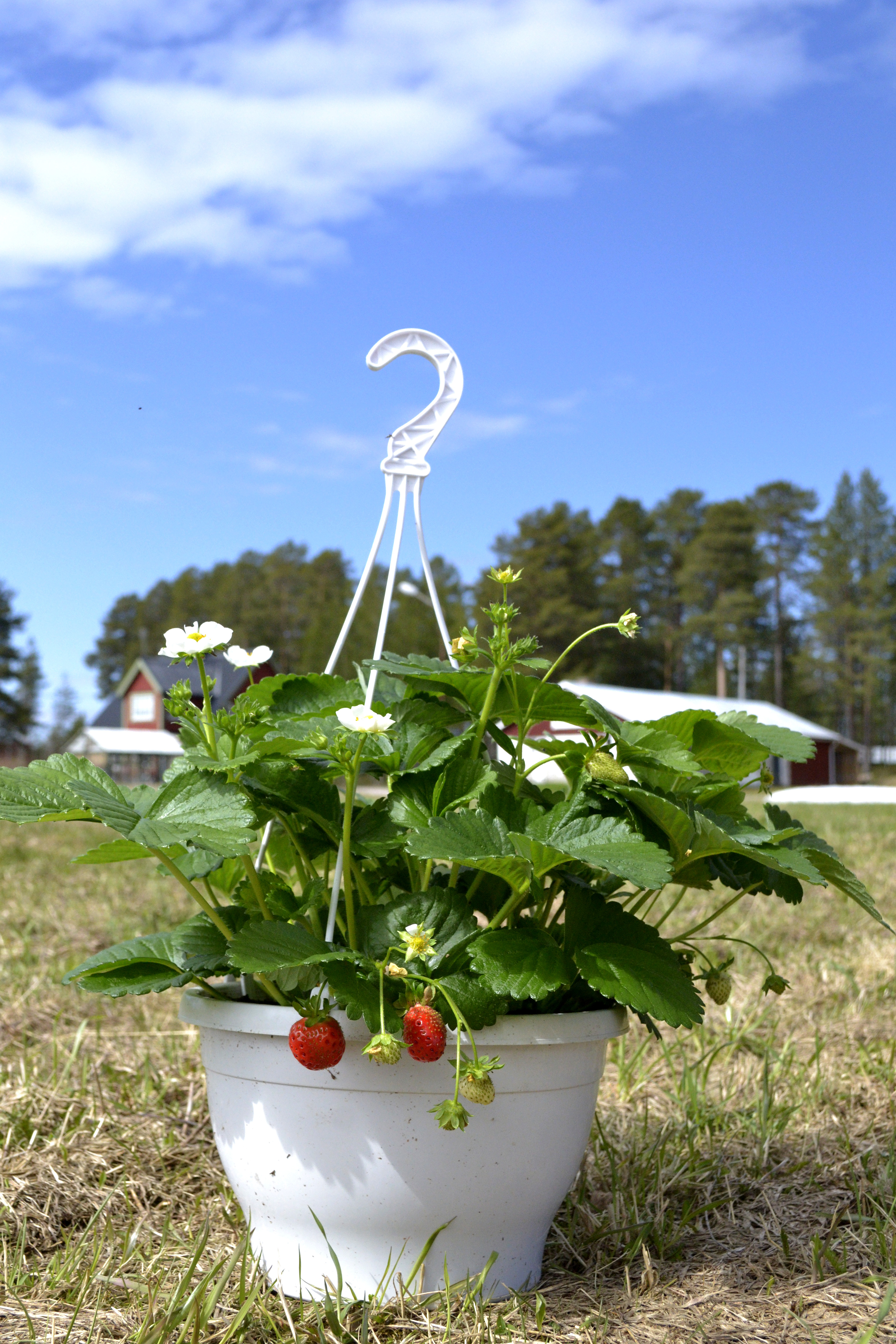 Jordgubbe 'Delizz' i ampel