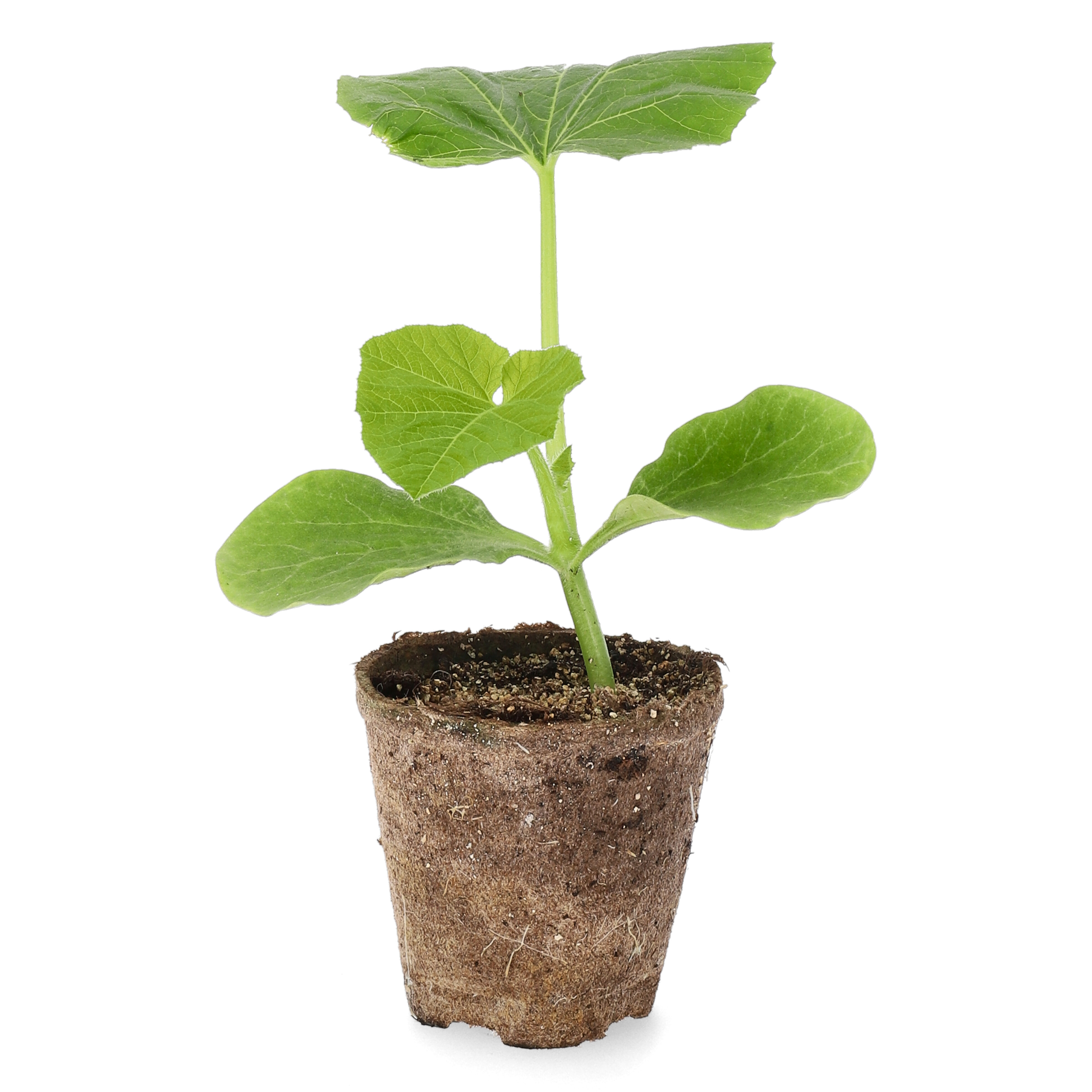 All N. Cucurbita maxima KRAV 10,5 cm