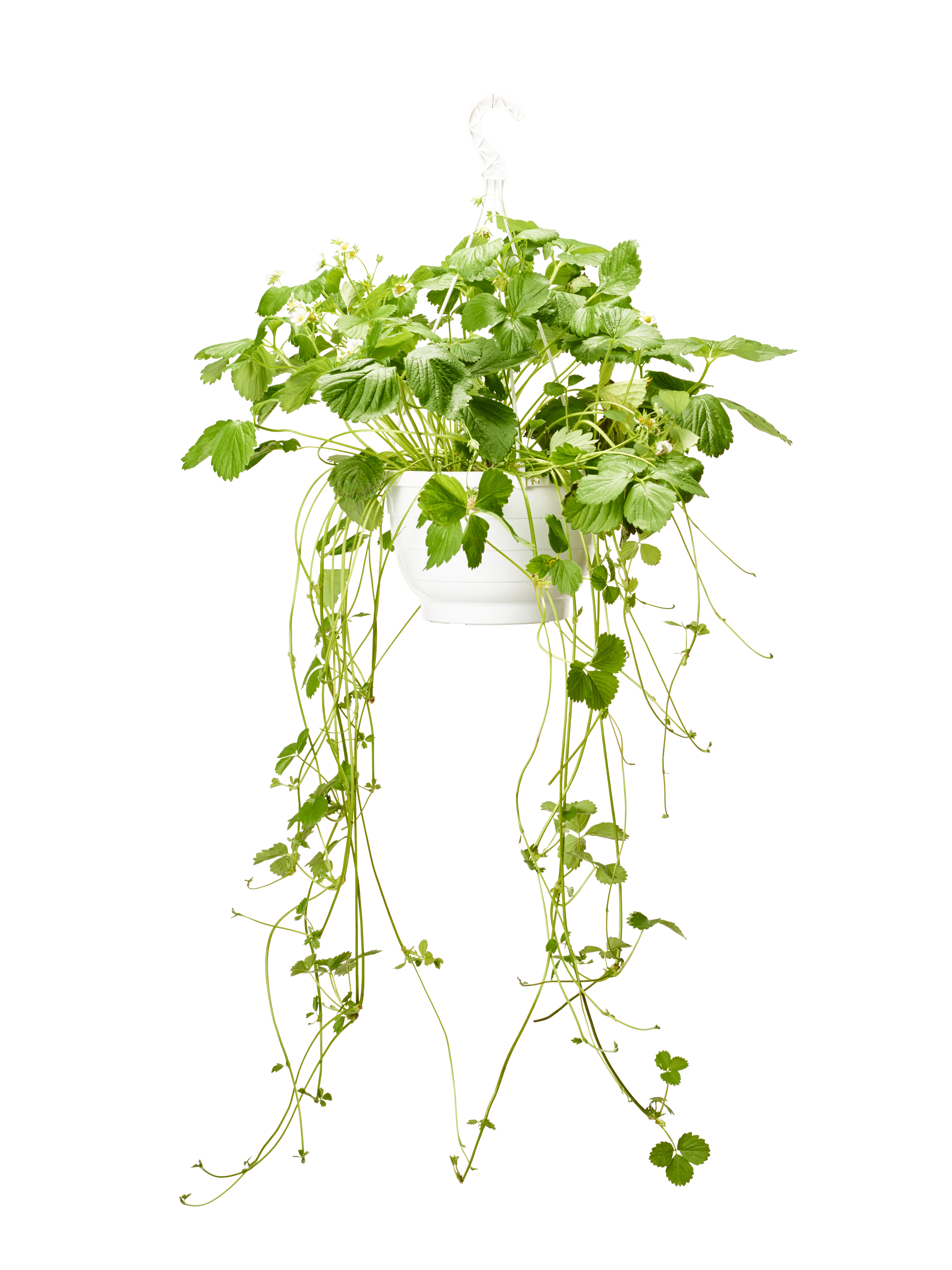 Jordgubbe 'Delizz' i ampel