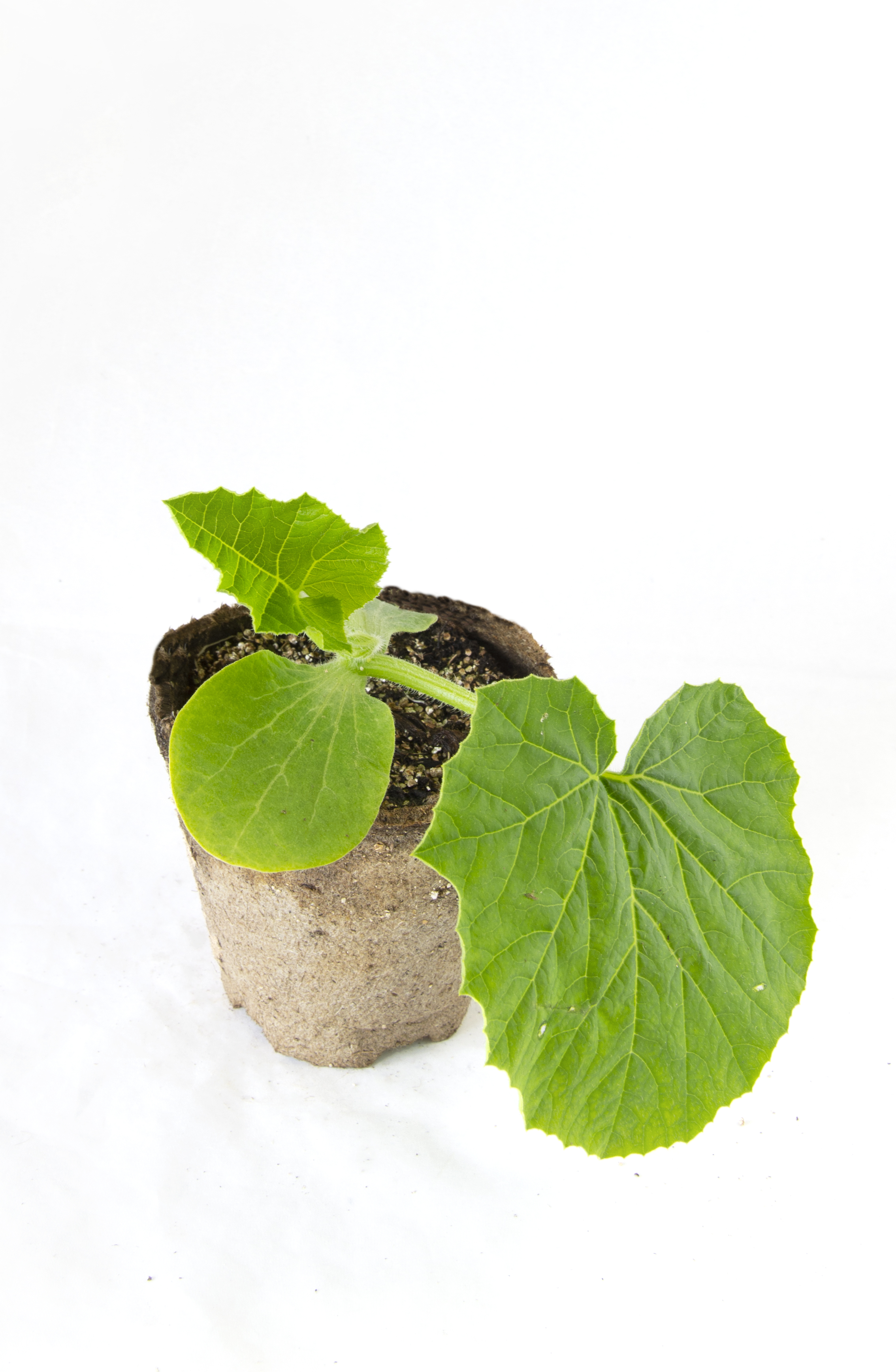 All N. Cucurbita maxima KRAV 10,5 cm
