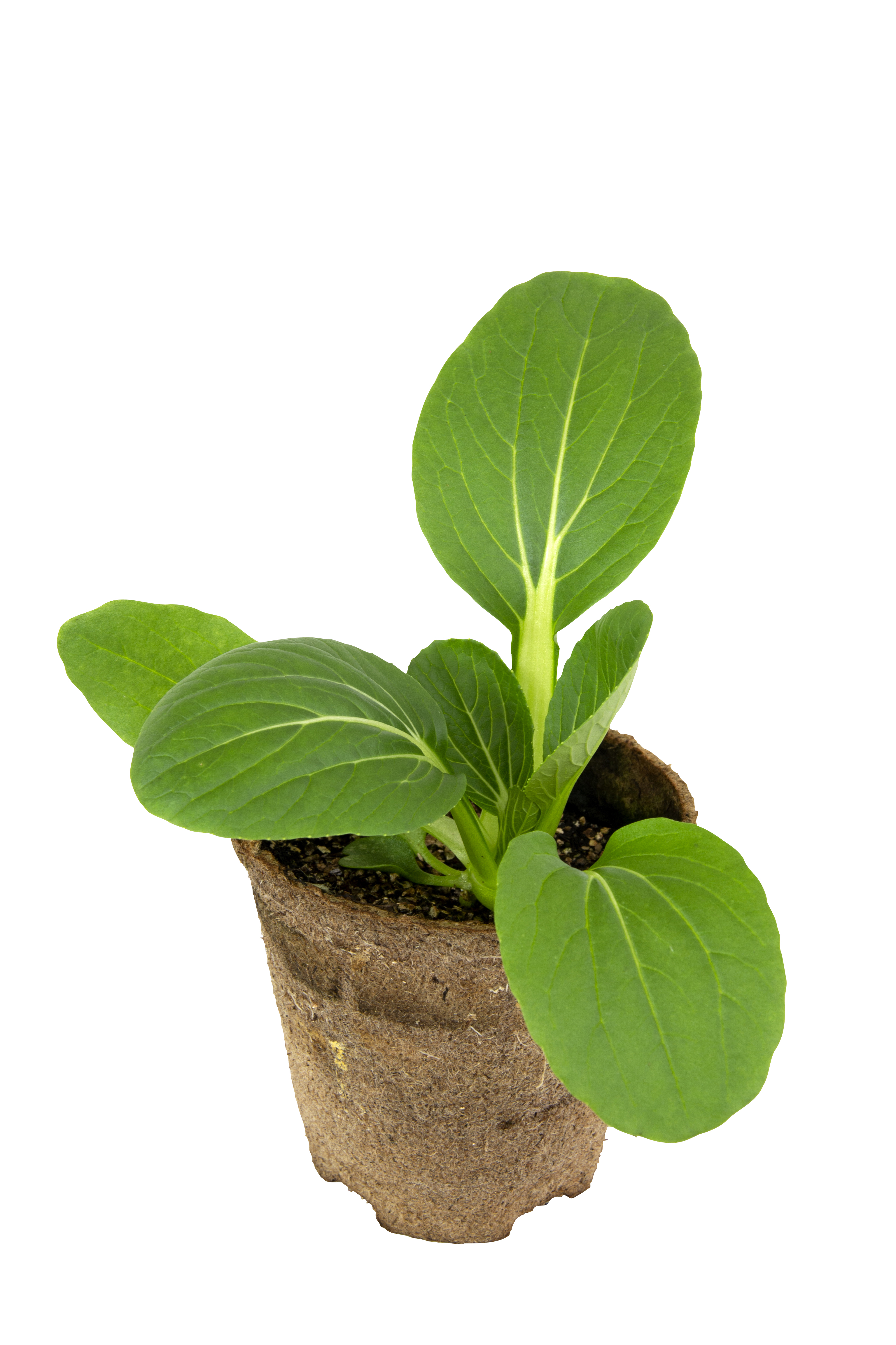Pak Choi KRAV