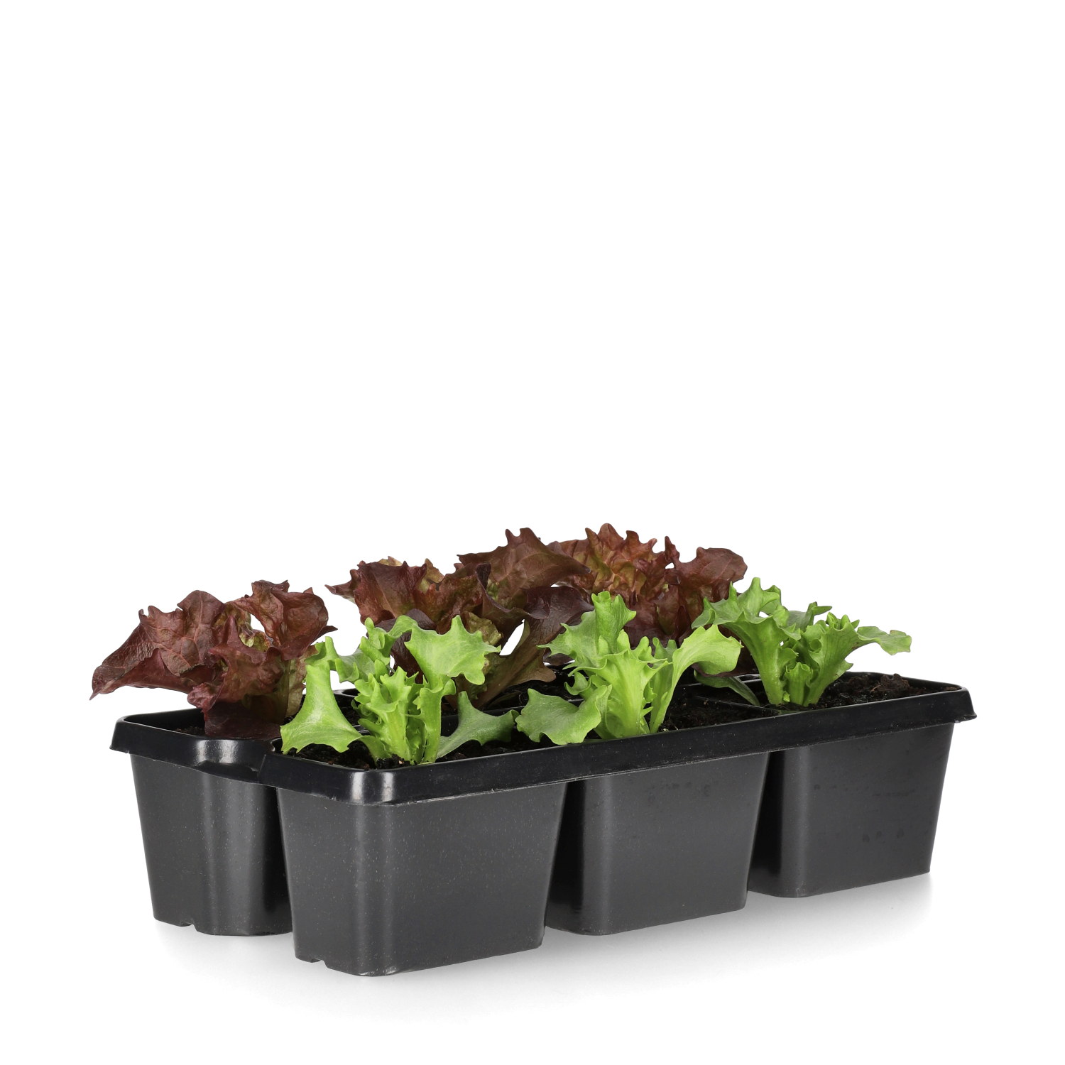 Ready Lactusa Crisp + Lollo Rosso 6-pack