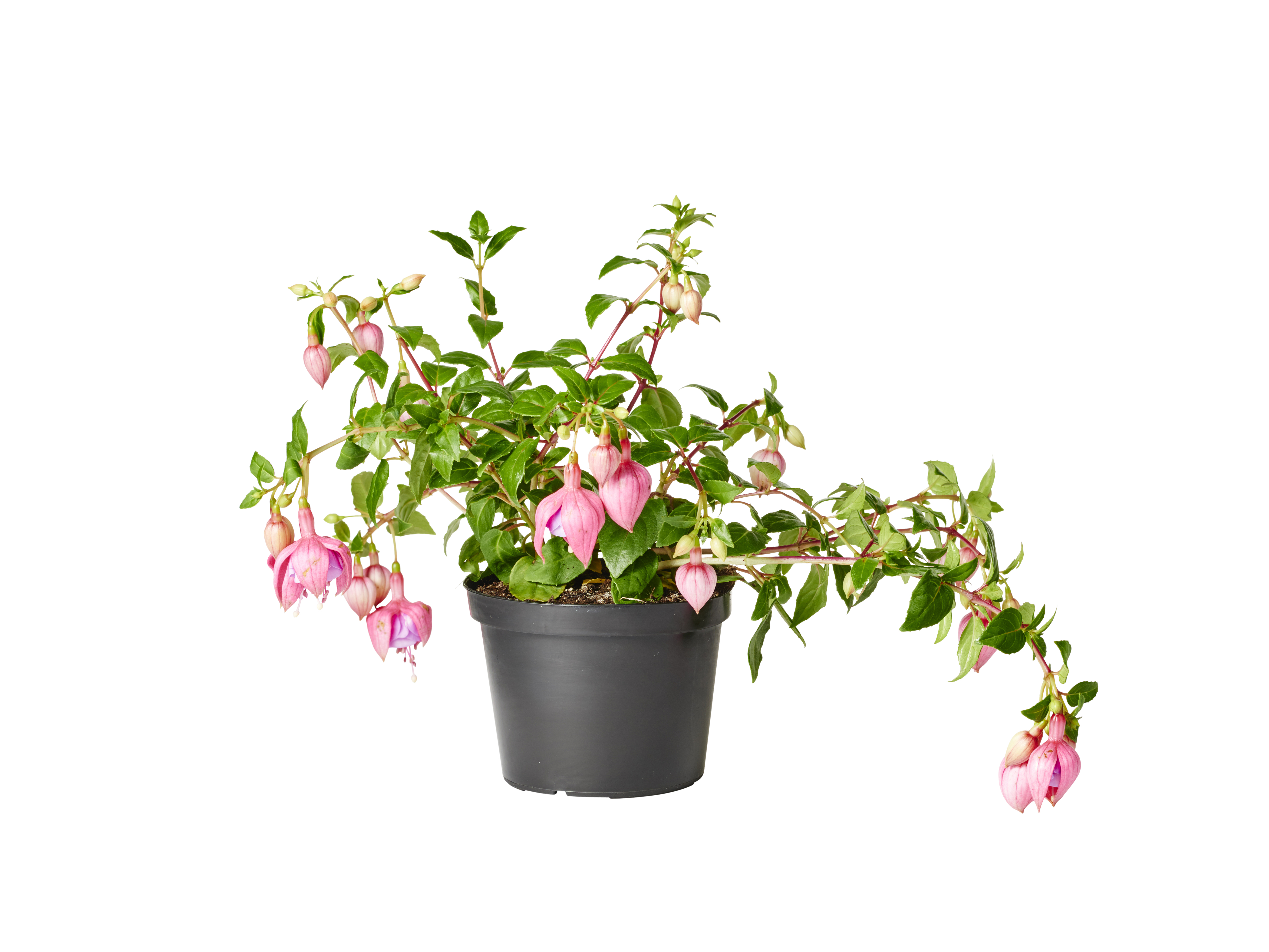 Hängfuchsia