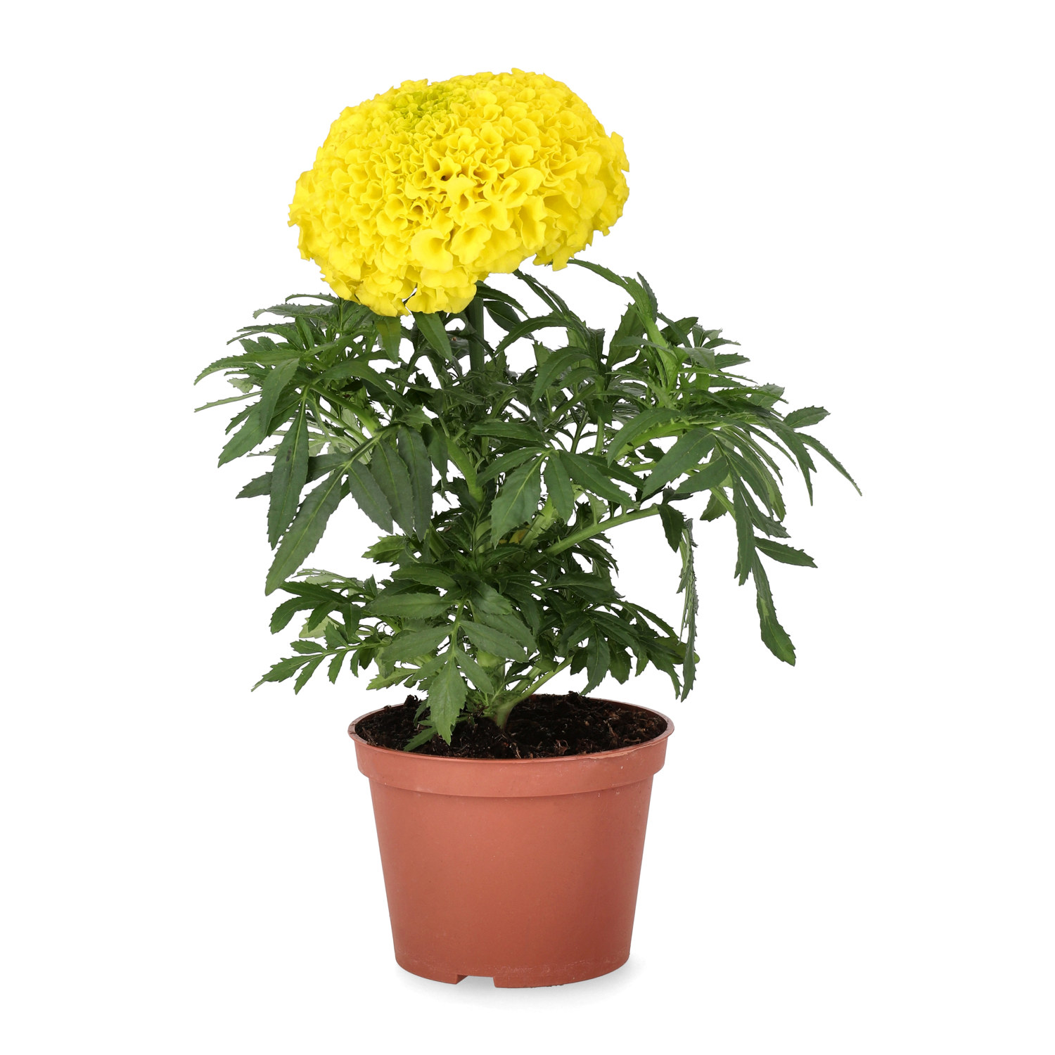 Tagetes big fl.'Yellow/Orange' 11 cm