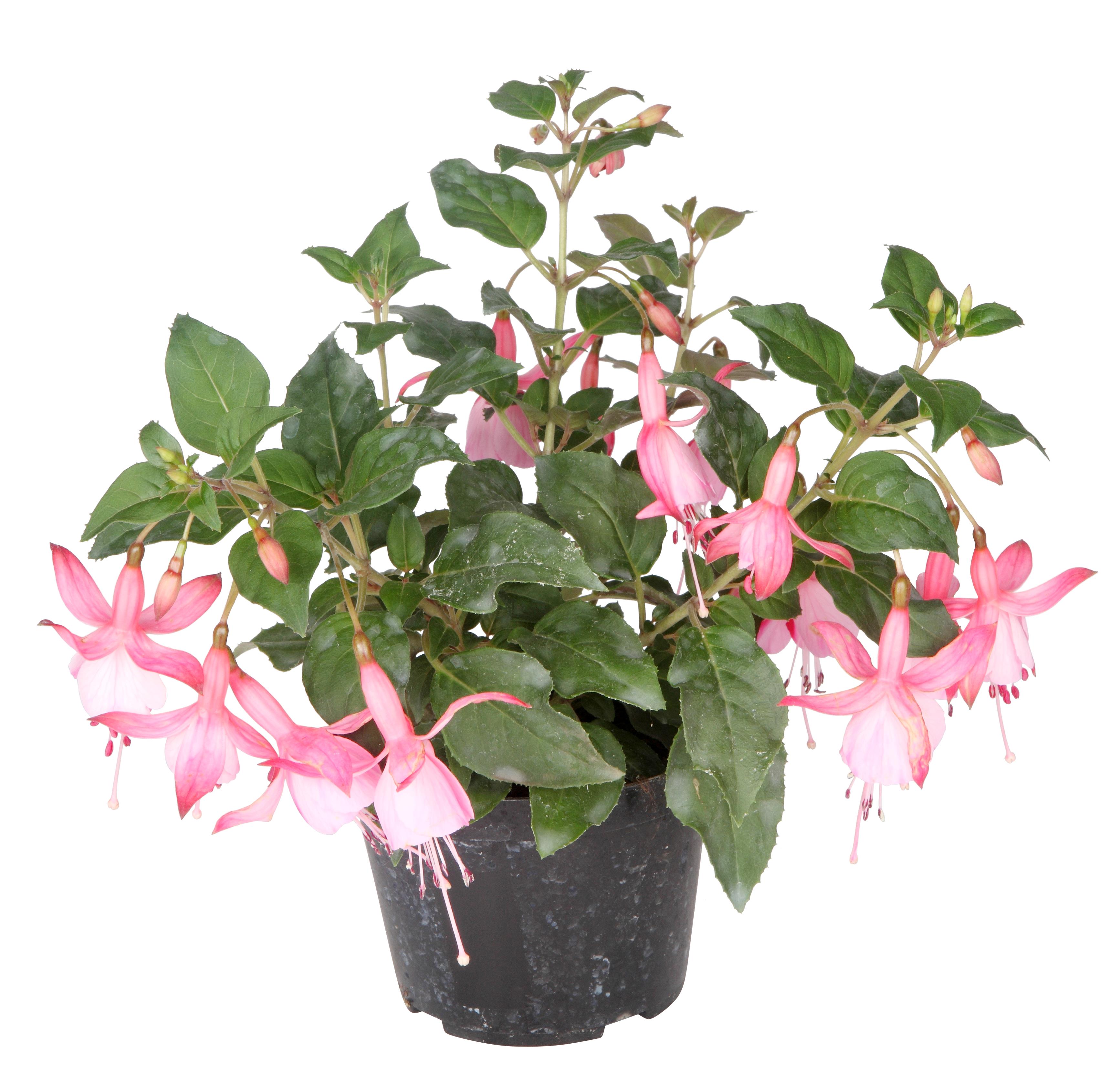 Fuchsia upright 12 cm pc