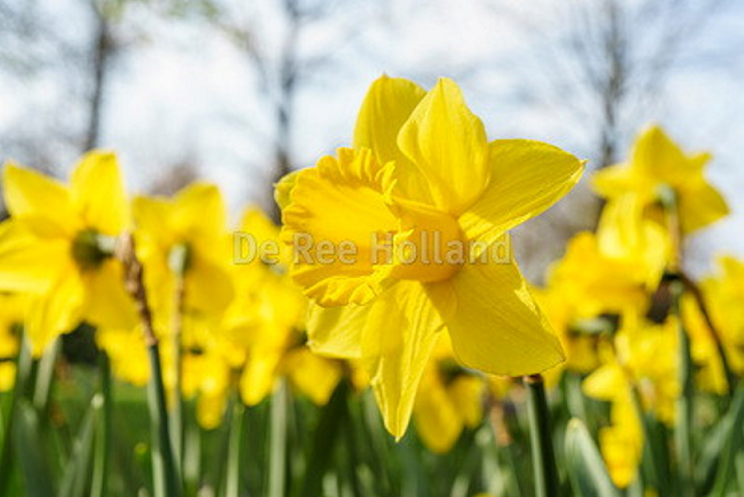 Påsklilja 'Dutch Master' - 18 st