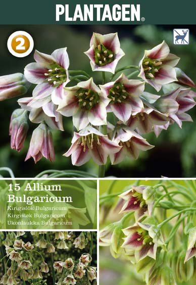 Allium Bulgaricum 8/ pink