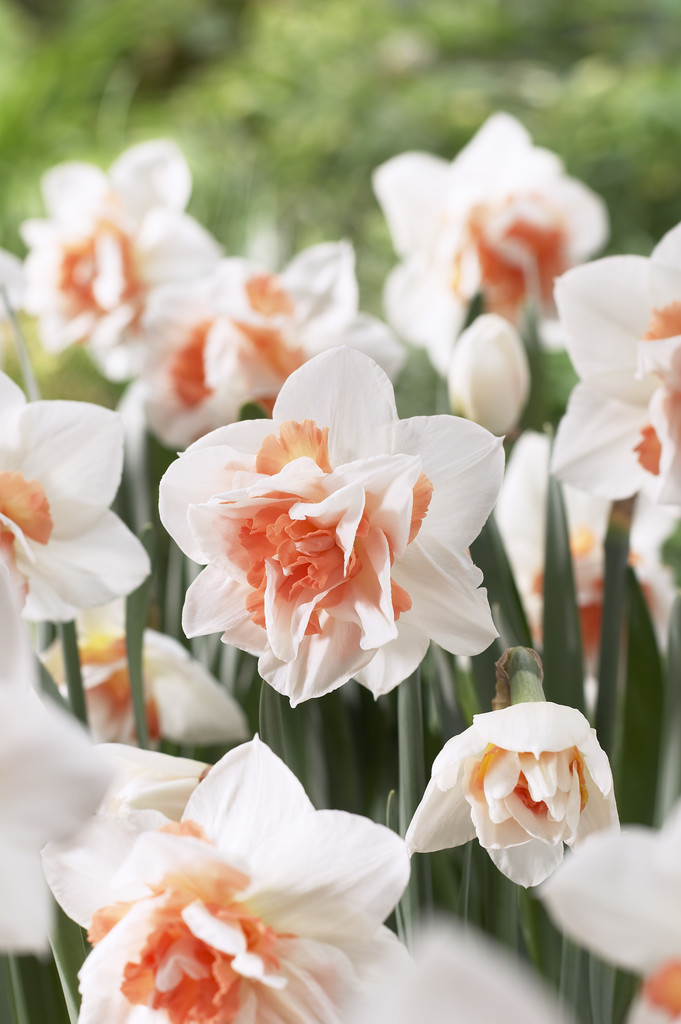 Stjärnnarciss 'Replete'