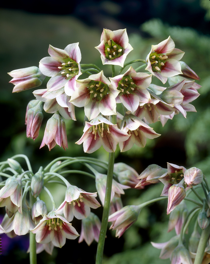 Allium Bulgaricum 8/ pink