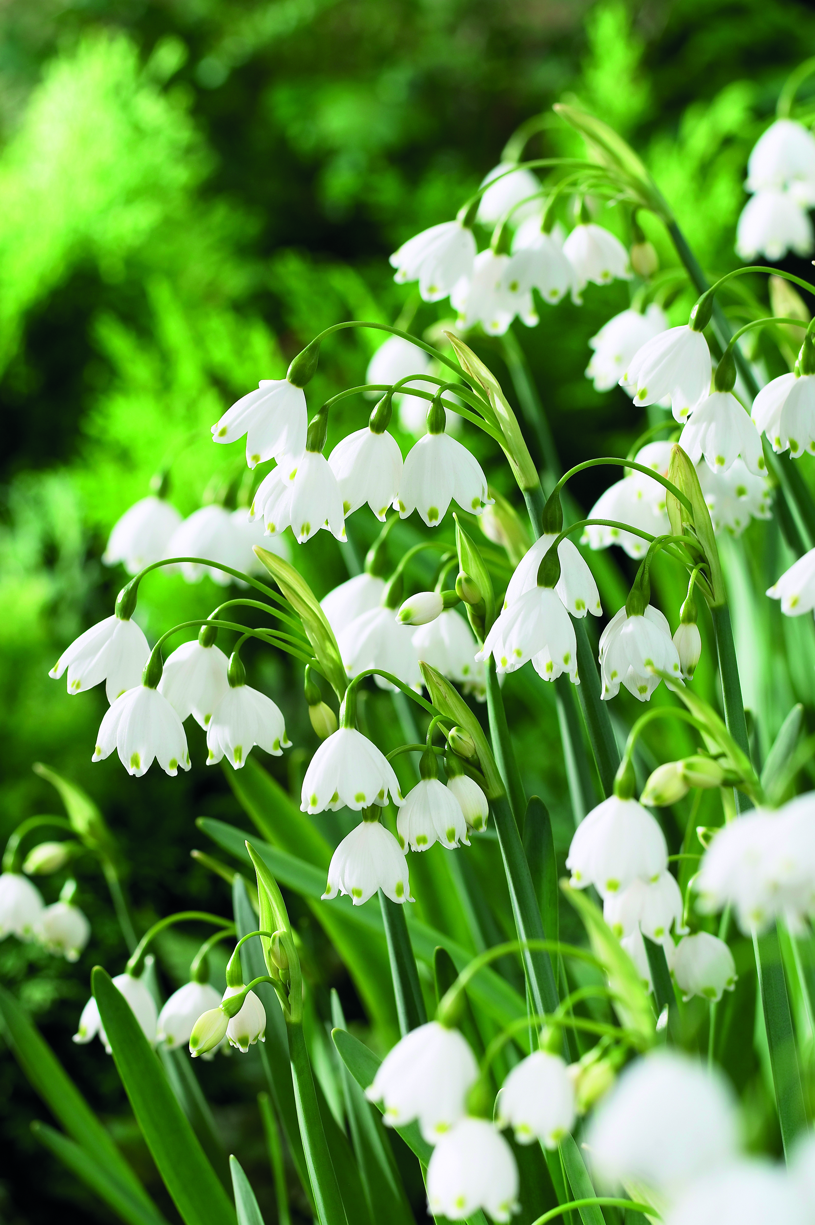 Klosterklokke 'Gravetye Giant'