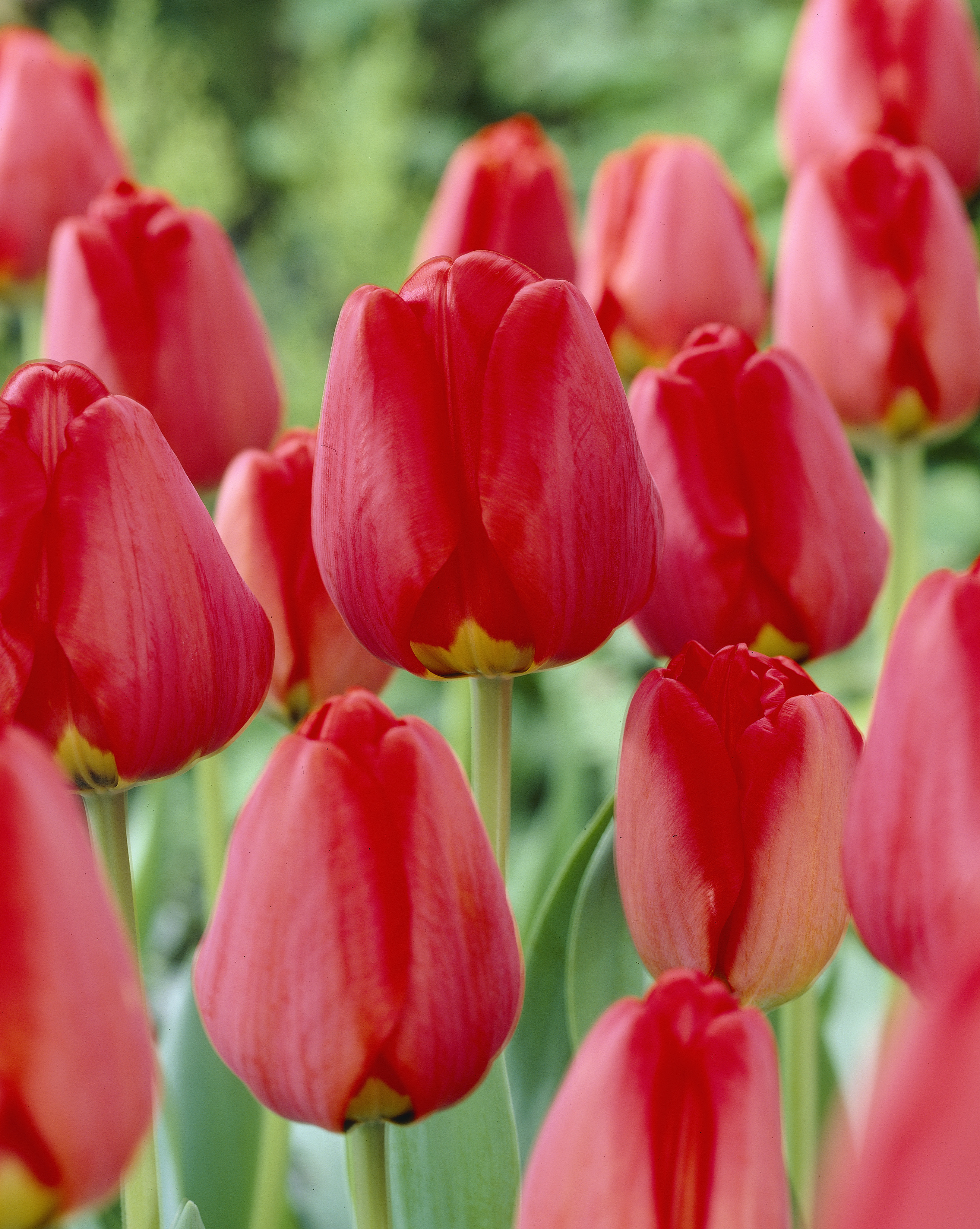 Darwinhybridtulpan 'Apeldoorn' - 6 st