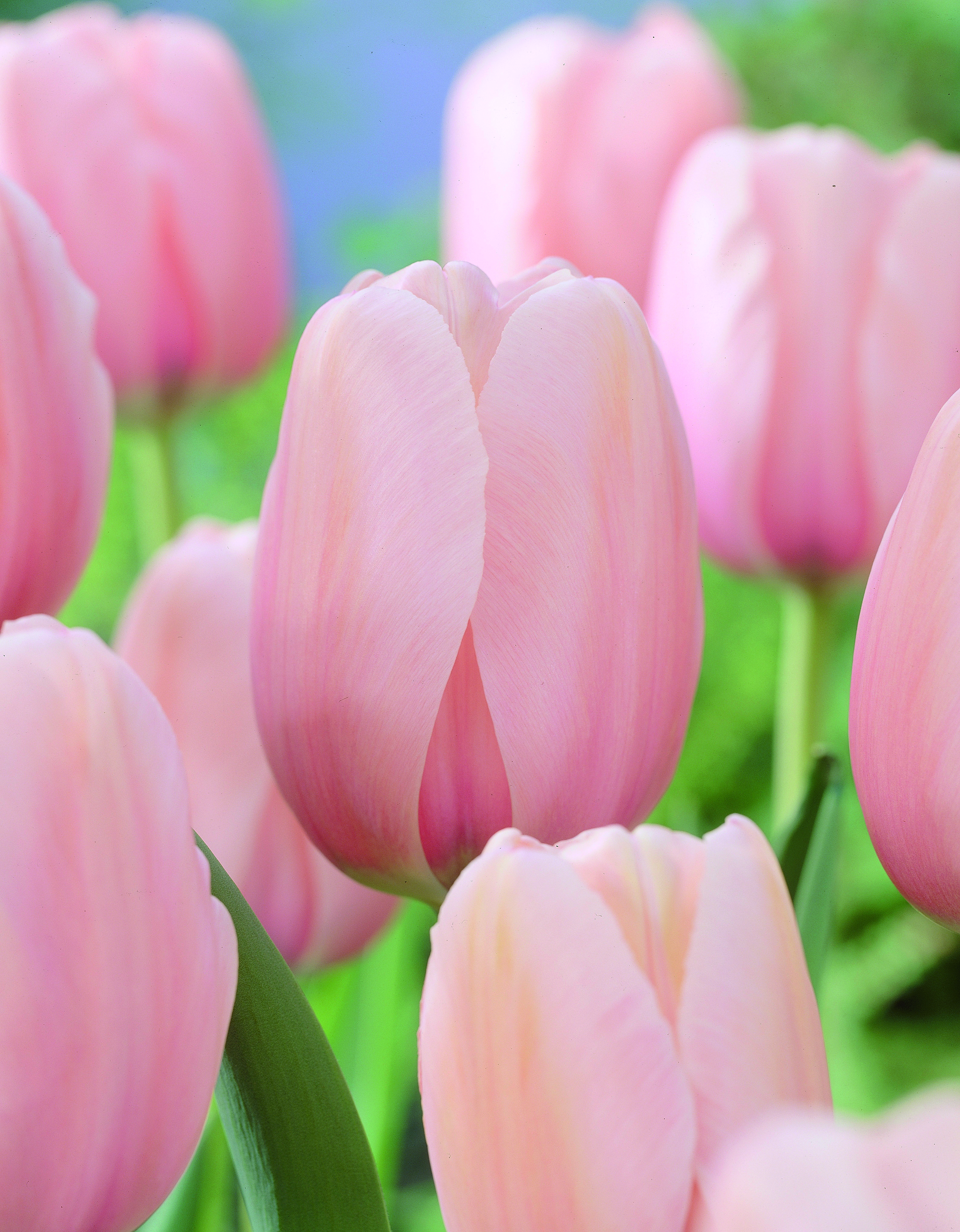 Darwinhybridtulpan 'Salmon Impression'