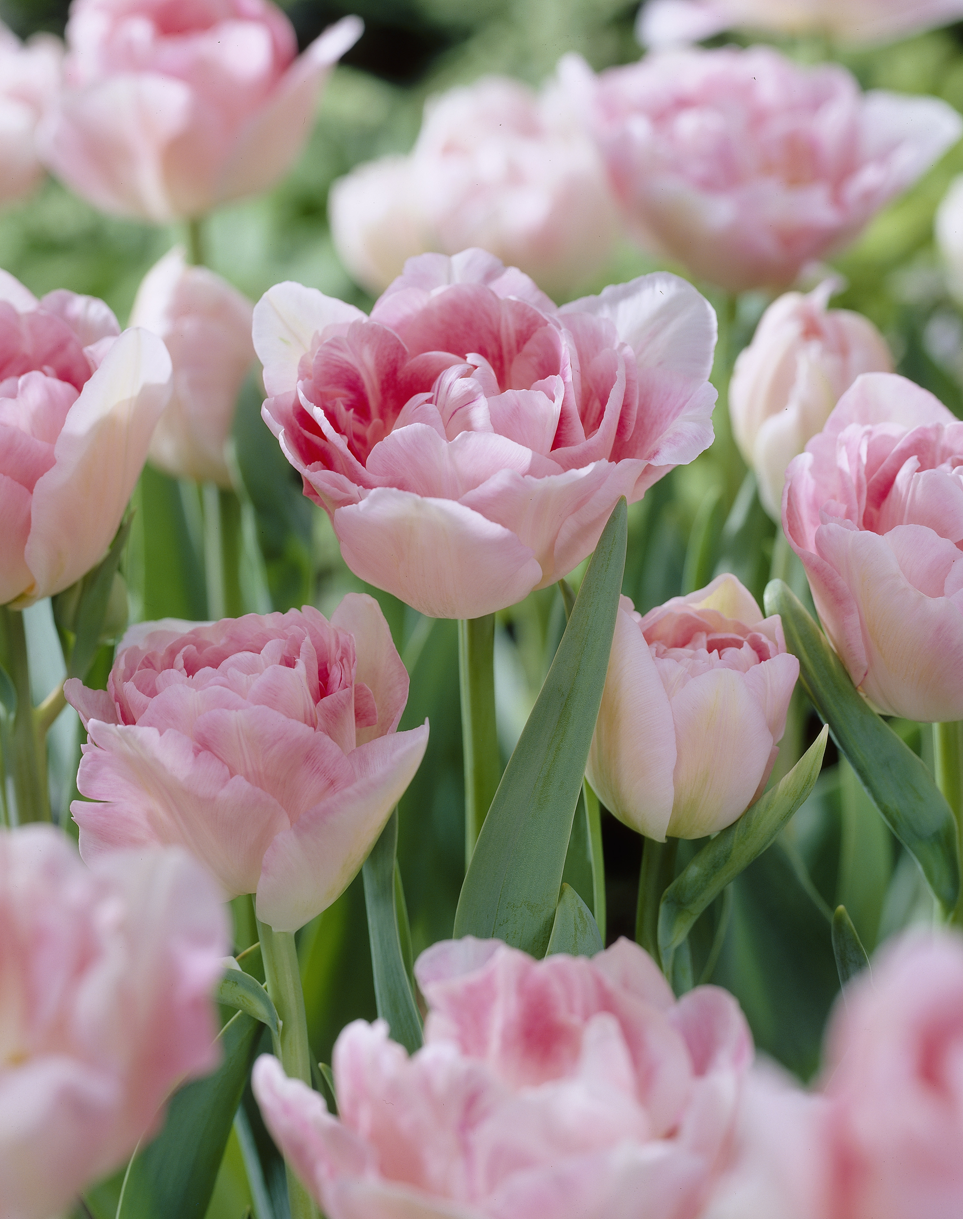 Tulipan 'Angelique' - 6 stk