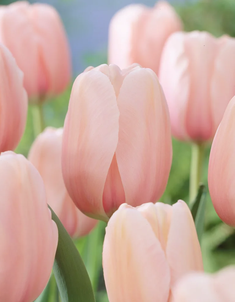 Darwinhybridtulpan Salmon Impression