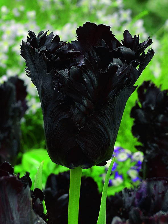 Papegojtulpan 'Black Parrot' - 6 st