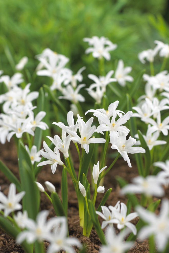 Stor vårstjärna 'Alba'