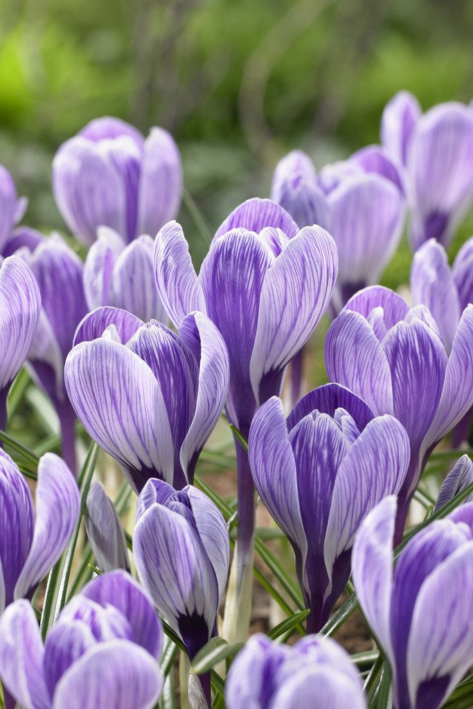Crocus King of the Striped 8/9