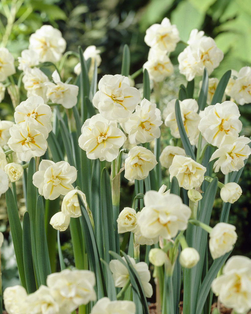 Narcissus Sir Winston Churchil