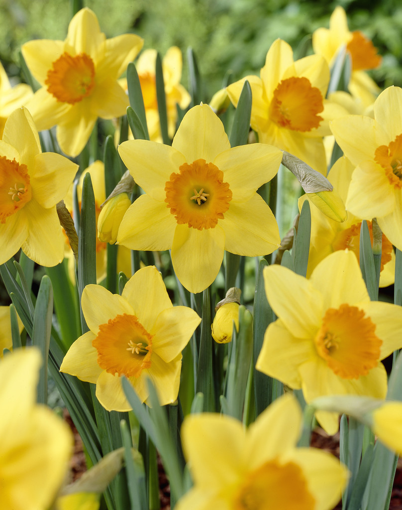 Stjärnnarciss 'Red Devon'