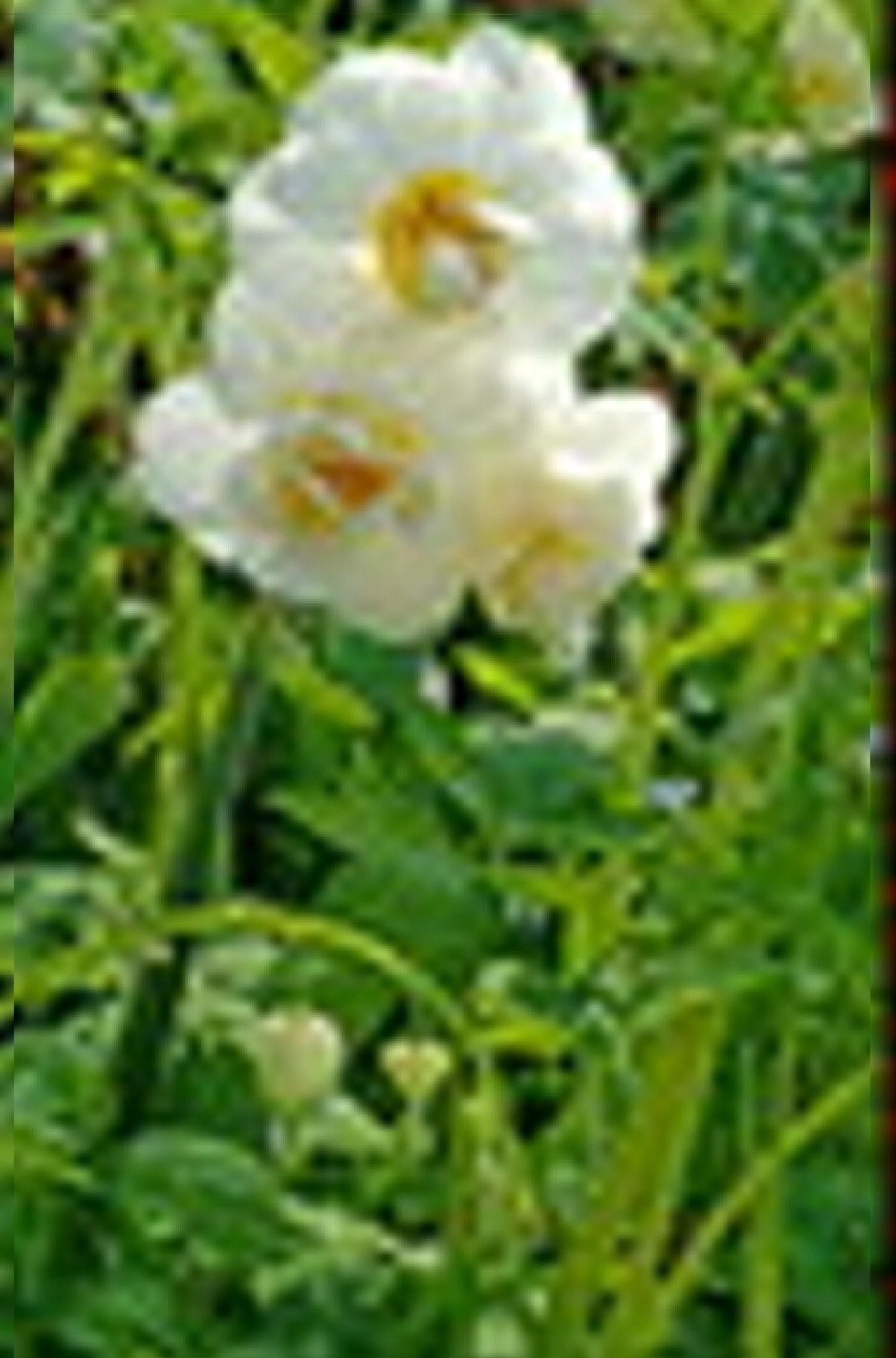 Narcissus Cheerfulness 12/14 w