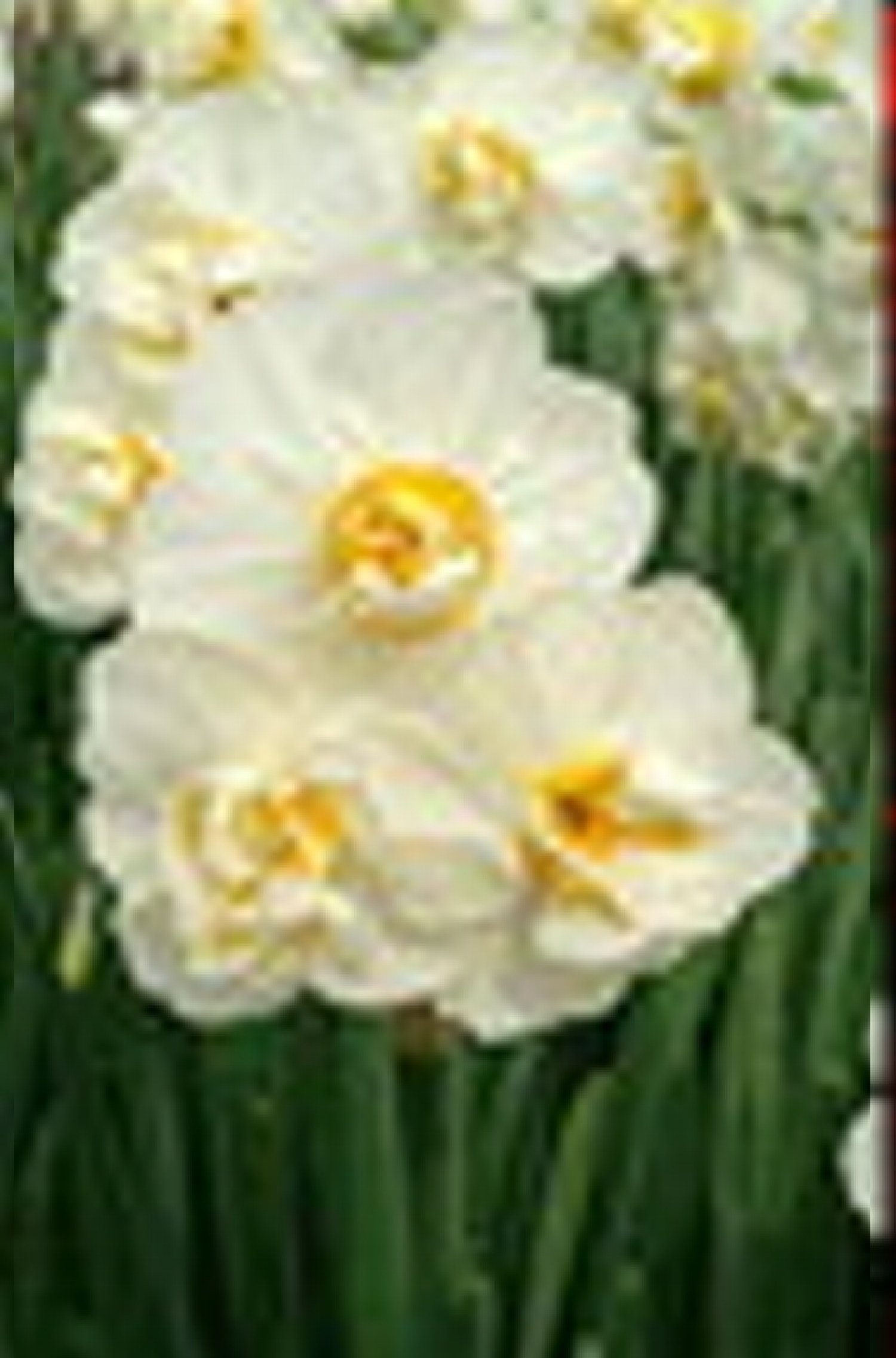 Narcissus Cheerfulness 12/14 w