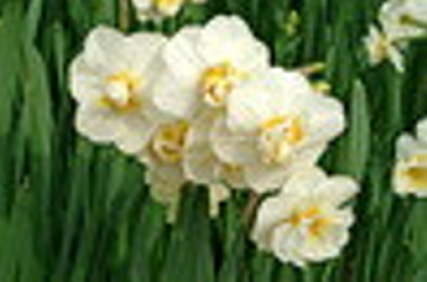 Narcissus Cheerfulness 12/14 w