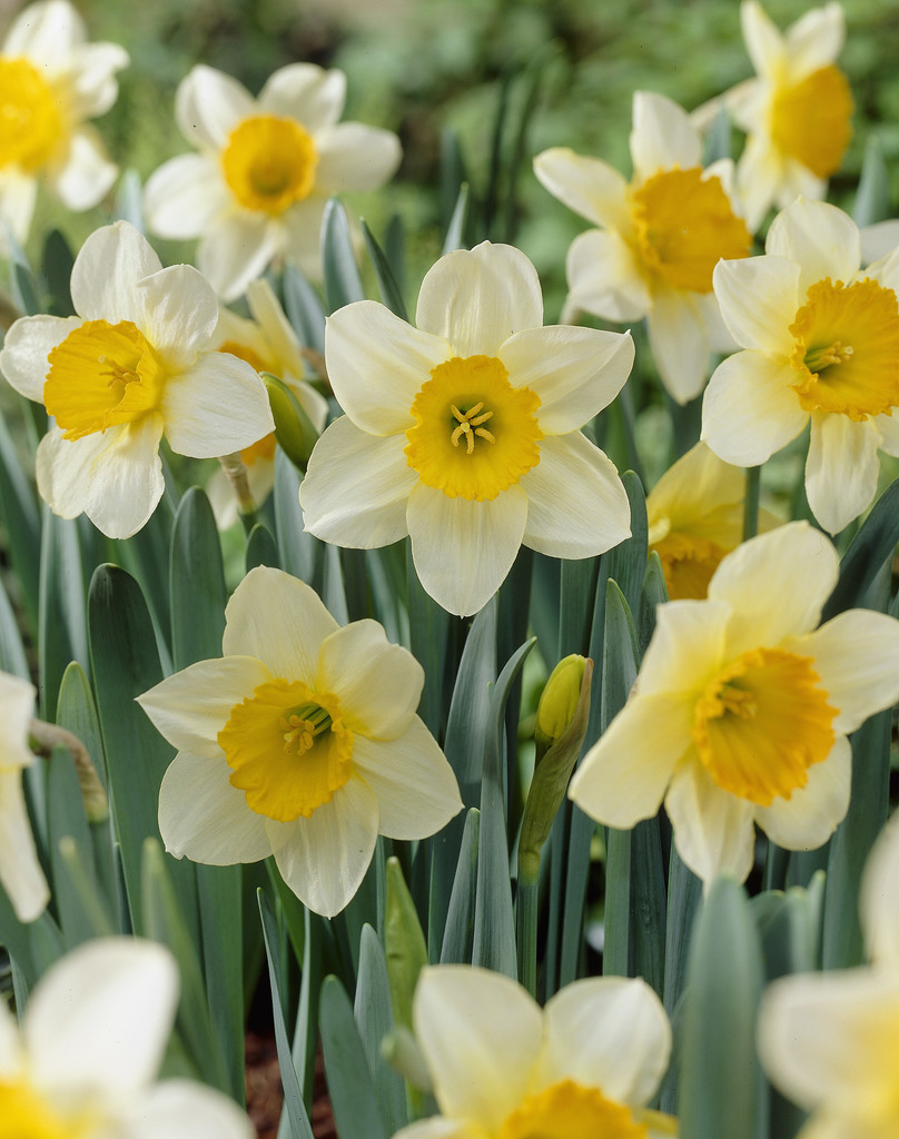 Stjärnnarciss 'Sempre Avanti'