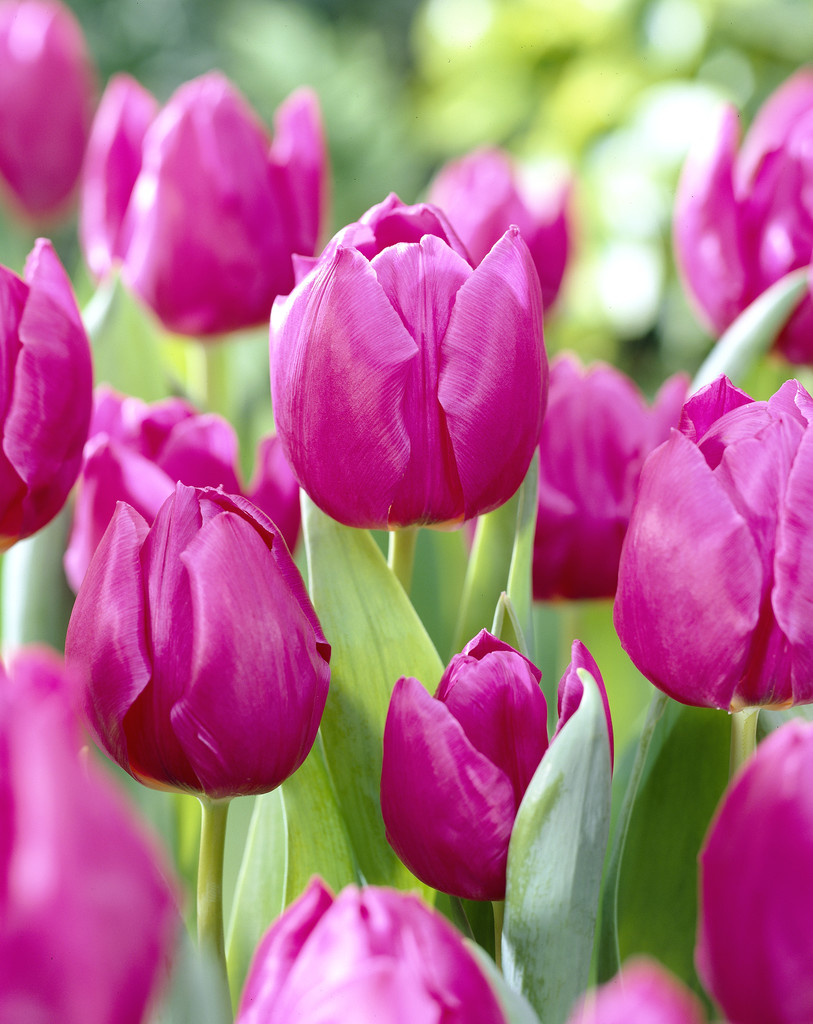 Tulpan 'Purple Prince'