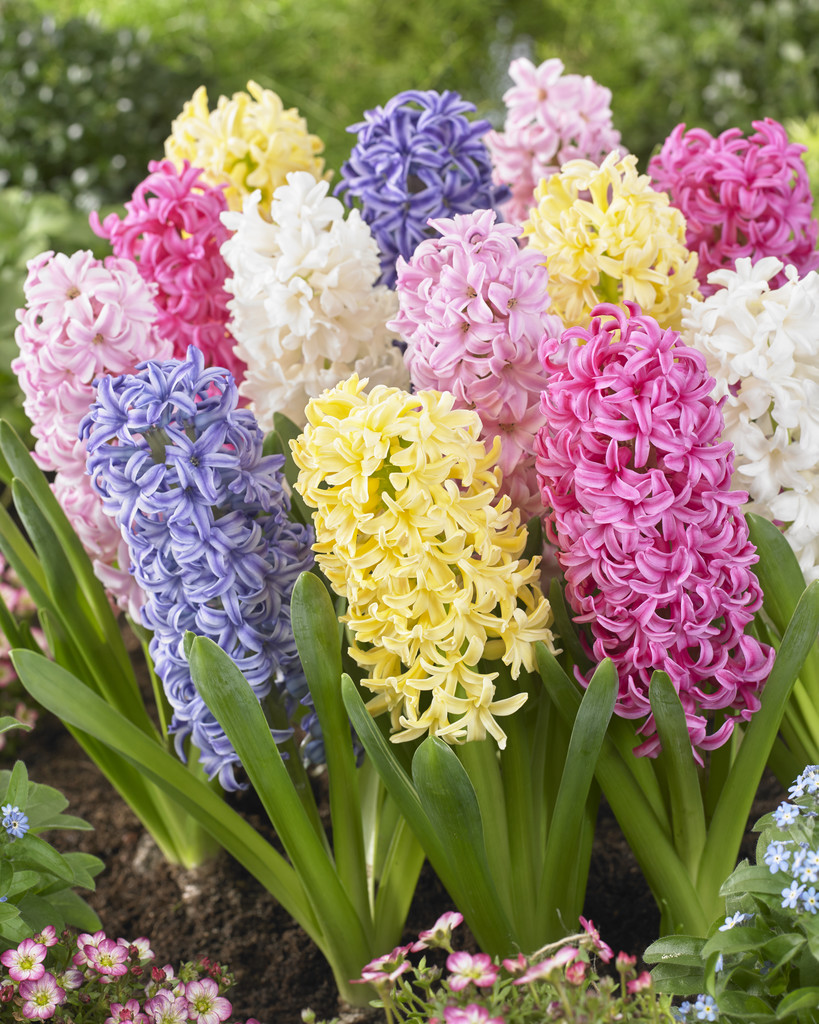 Hyacinth Hyazint Mix 15/16 mix
