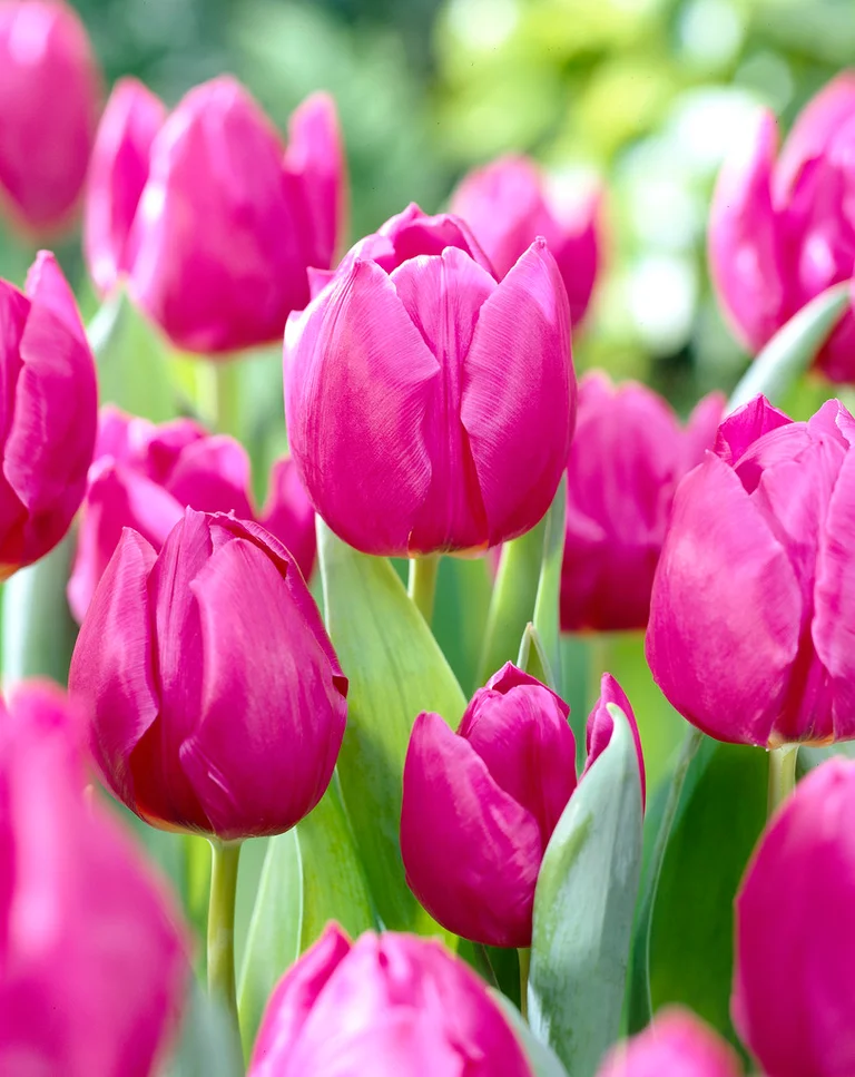 Tulpan Purple Prince