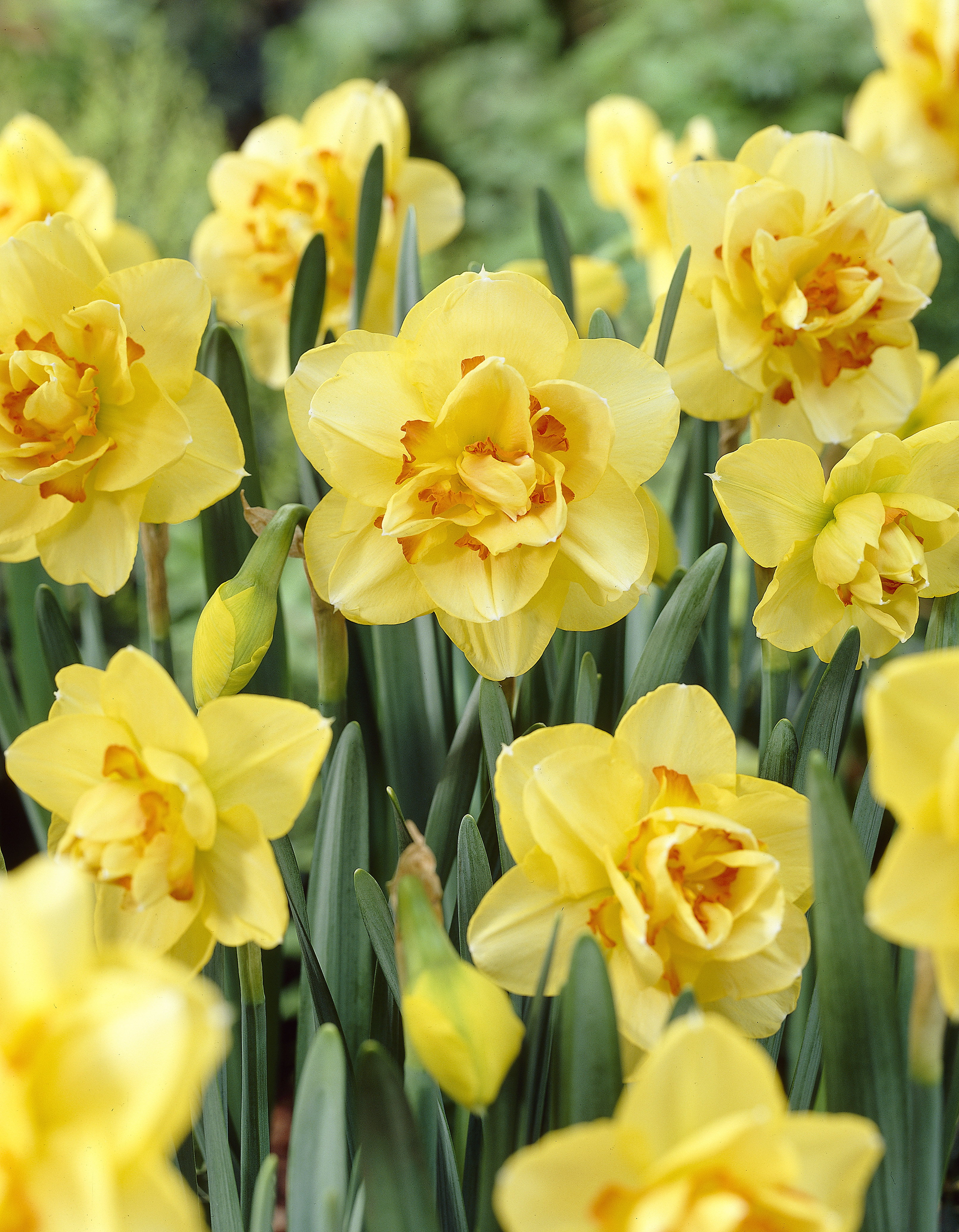 Påskelilje 'Tahiti'