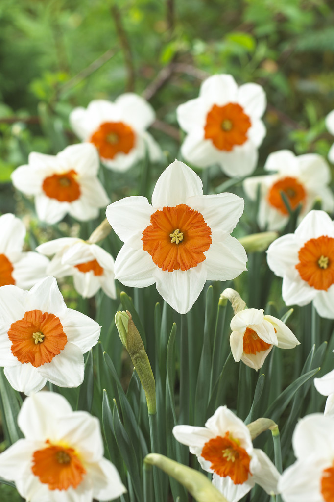 Narcissus Prof Einstein 12/14