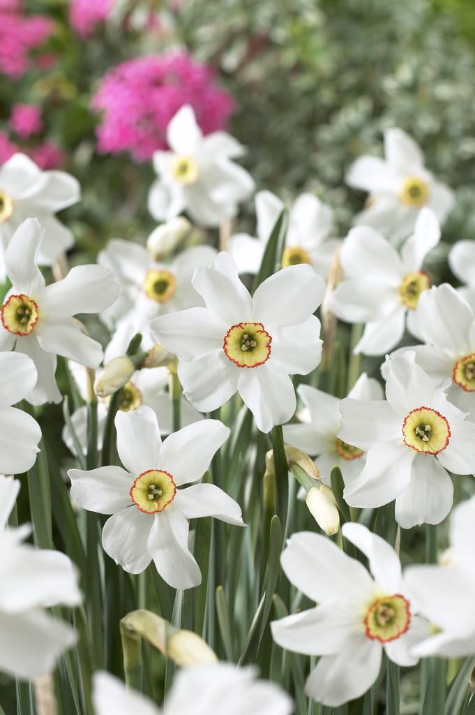 Blomsterlok Plantasjen () Blomsterlok Plantasjen