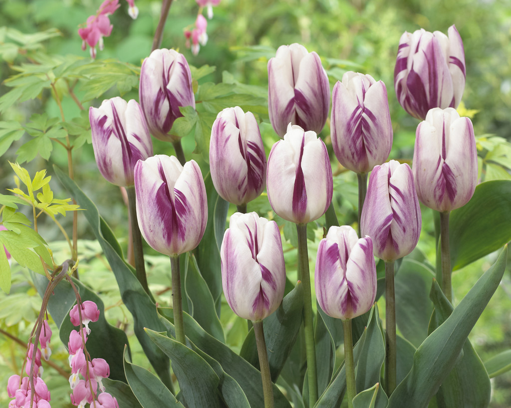 Tulipan 'Flaming Flag' - 6 stk