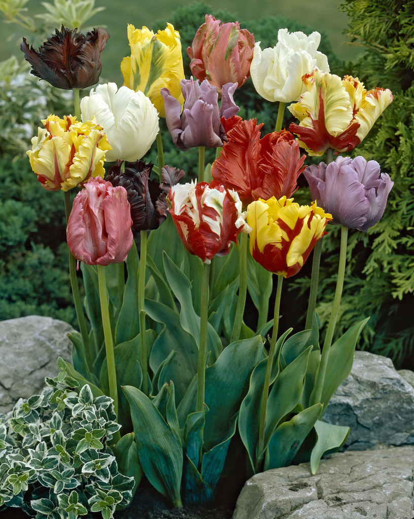Tulipa Parrot mix 11/12 mix - 6 bulbs