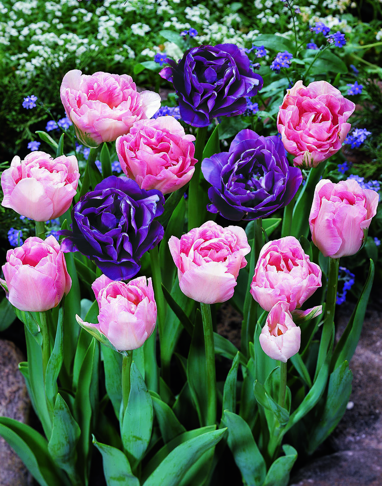 Tulip mix Double Delight - 12 bulbs