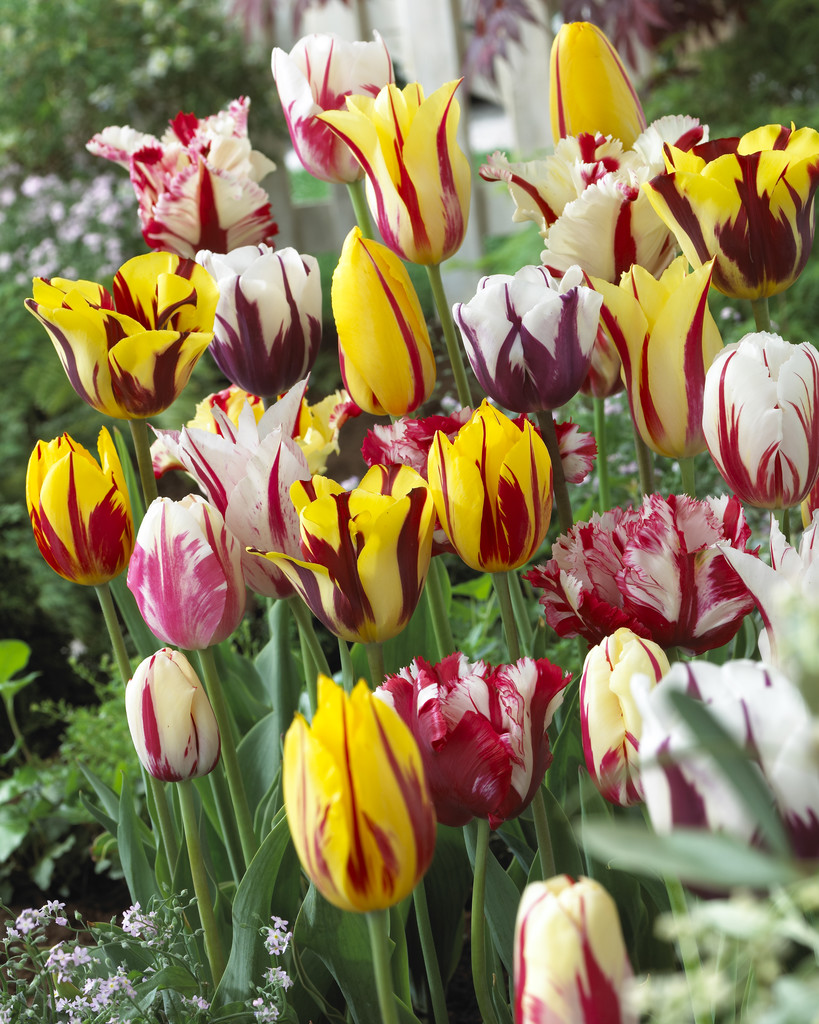 Tulipa Rembrandt 11/12 mix - 6 bulbs