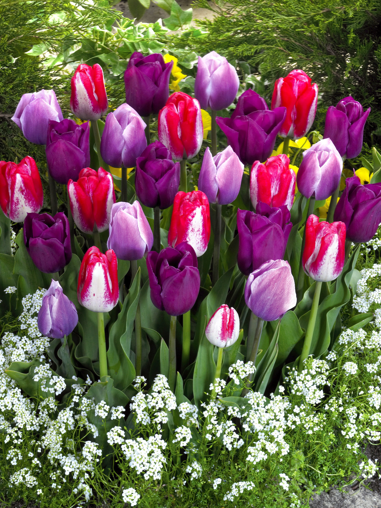 Tulpanmix Lovers Blend