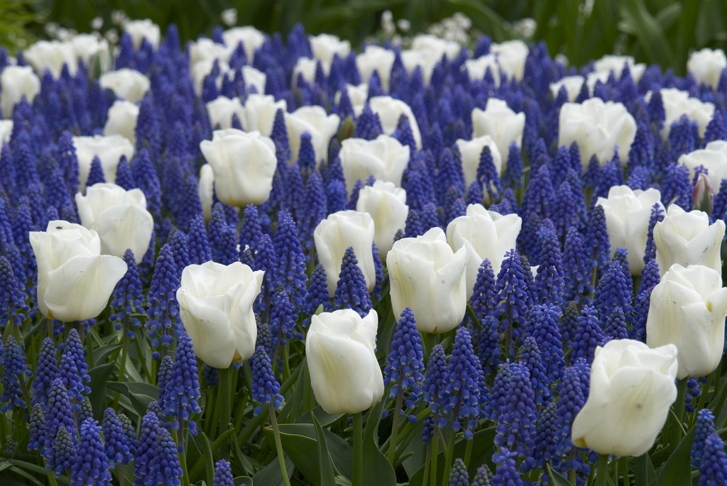 Mix Tulip/Muscari - 20 bulbs