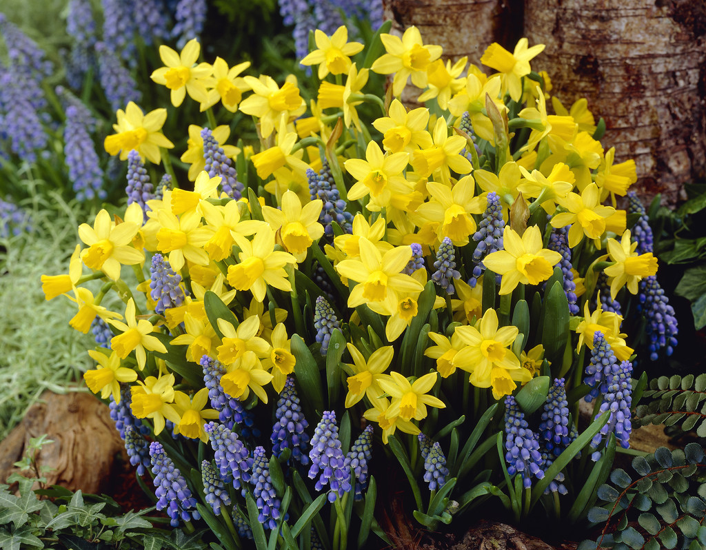 Höstlök mix Sunshine Blue