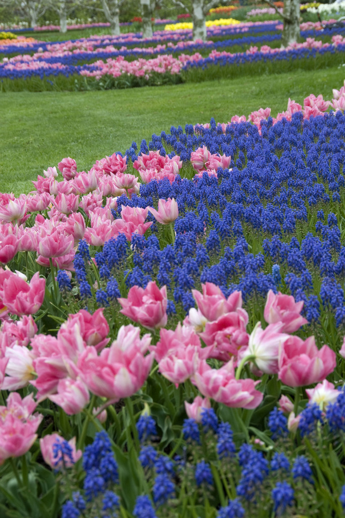 Blomsterlok Plantasjen () Blomsterlok Plantasjen