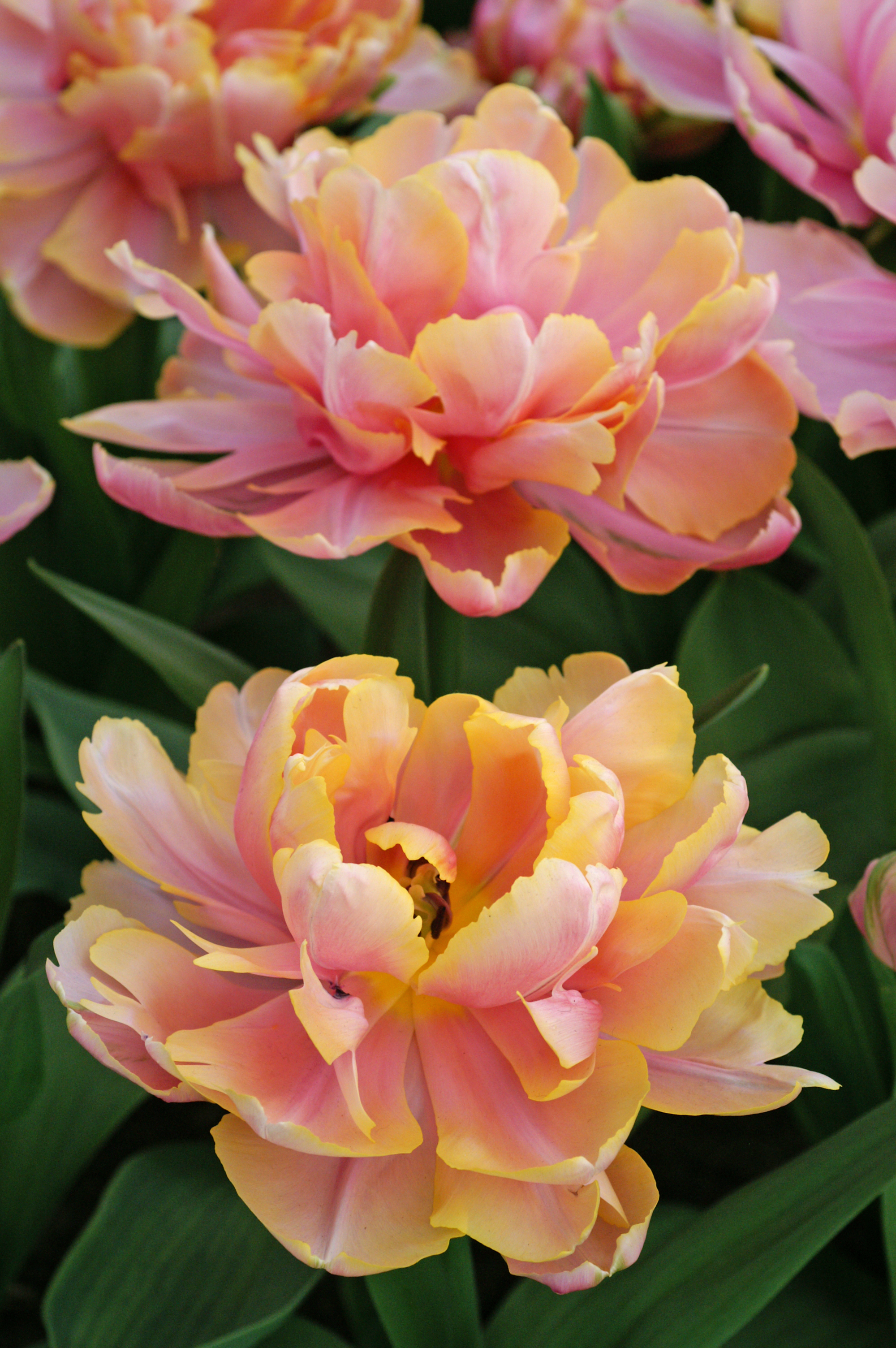 Tulipan 'Pink Star' - 6 stk