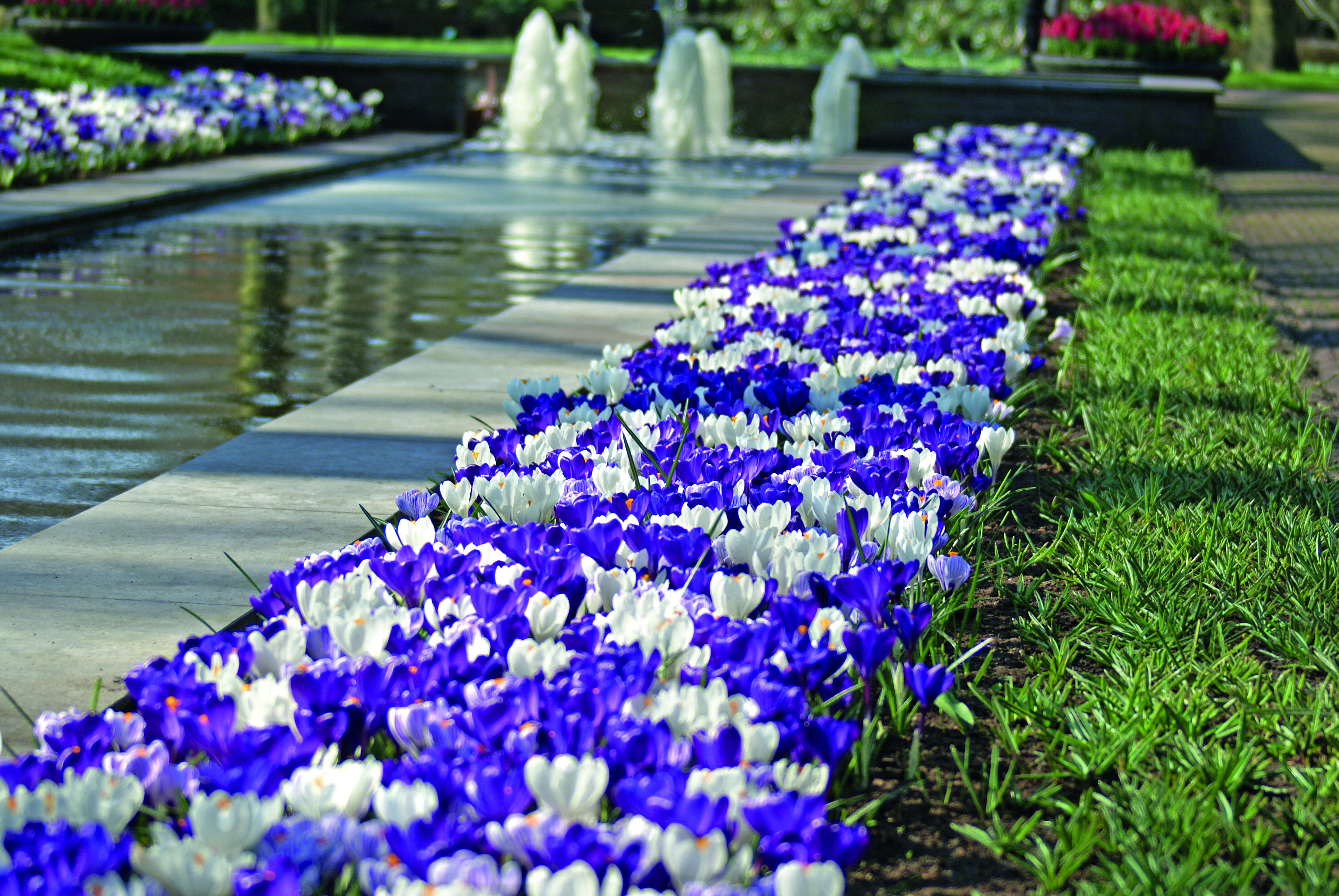 Krokus mix Delft Blue