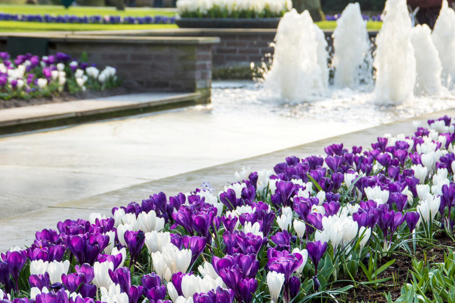 Krokus mix Delft Blue