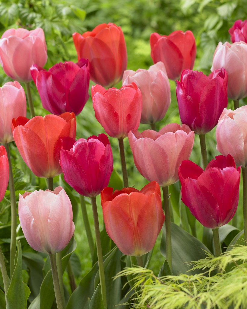 Tulip Mix Pink Promise - 12 bulbs